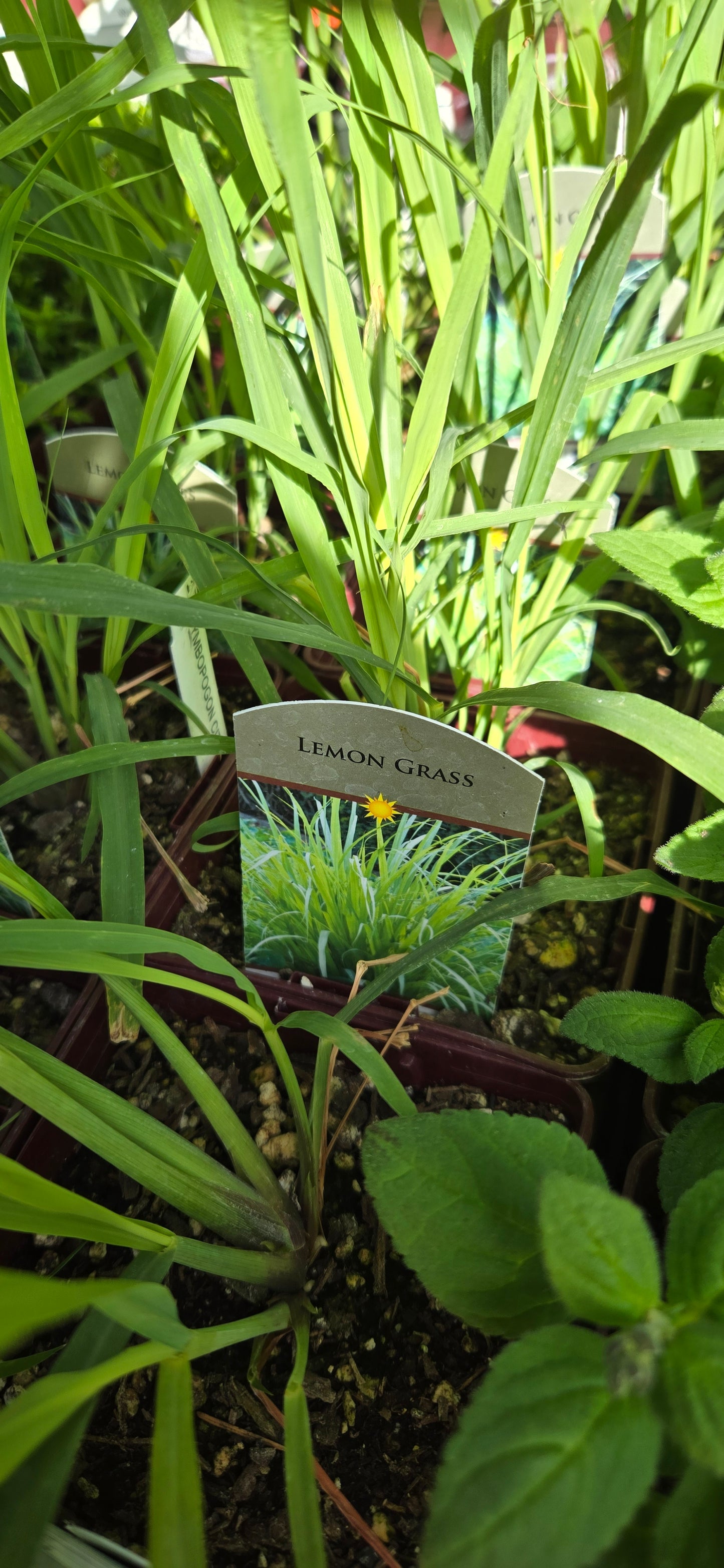 Lemon Grass