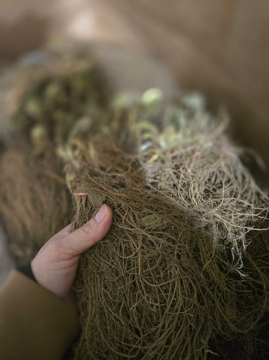 'Seascape' Bare Root Strawberry 25 ct Bundle