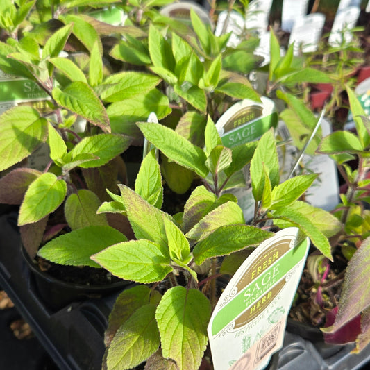 'Pineapple' Sage