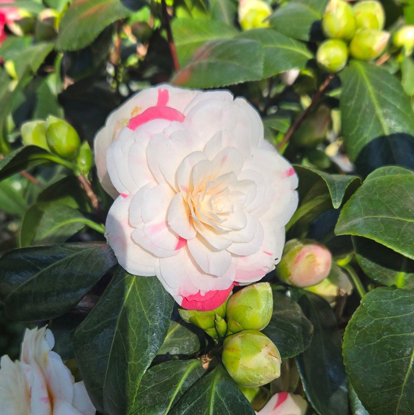 'April Dawn' Camellia