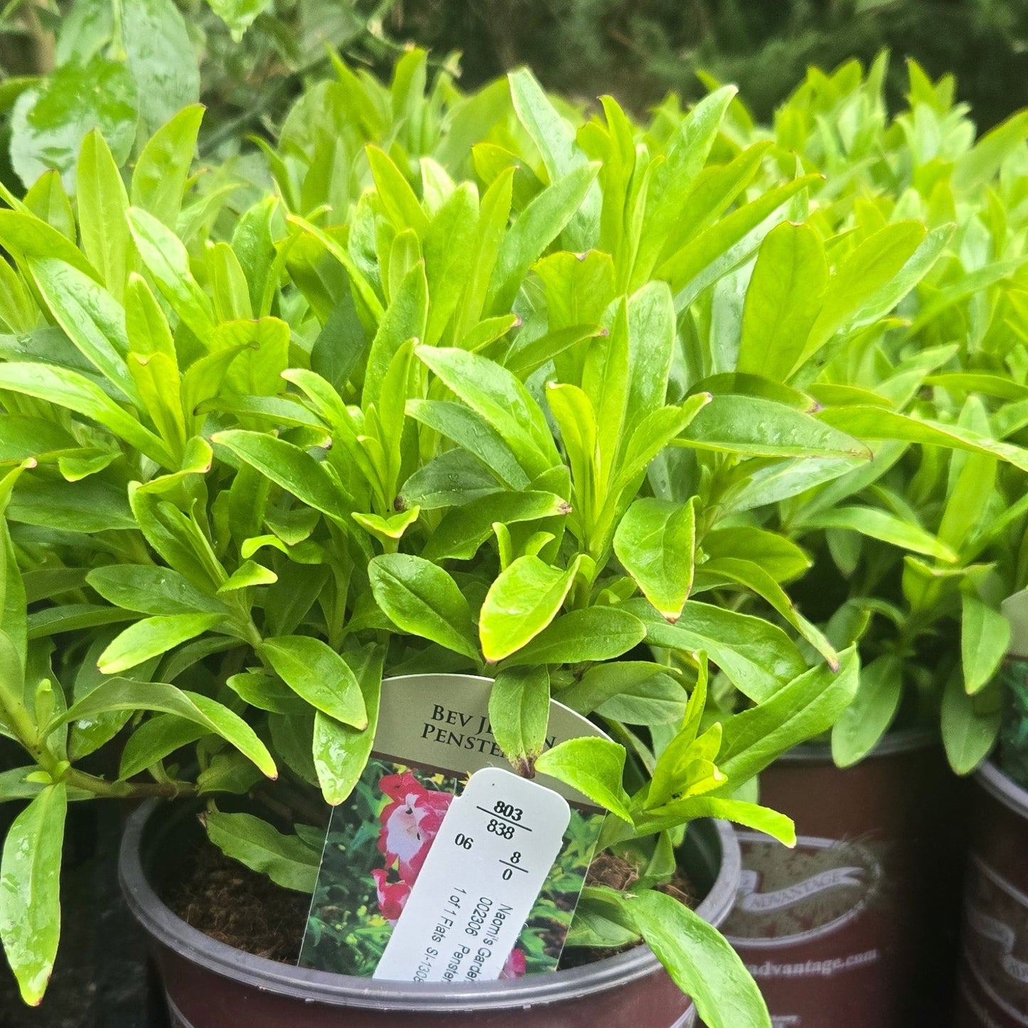 'Bev Jensen' Penstemon