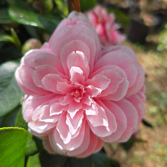'Pearl Maxwell' Camellia