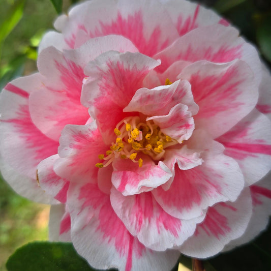 'Jordan's Pride' Camellia