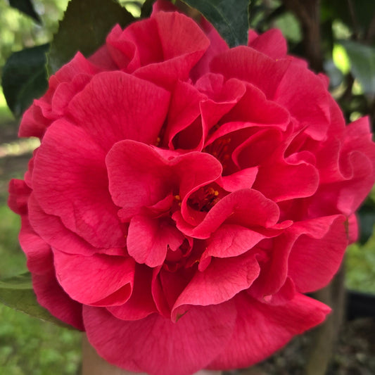 'Kramer's Surprise' Camellia