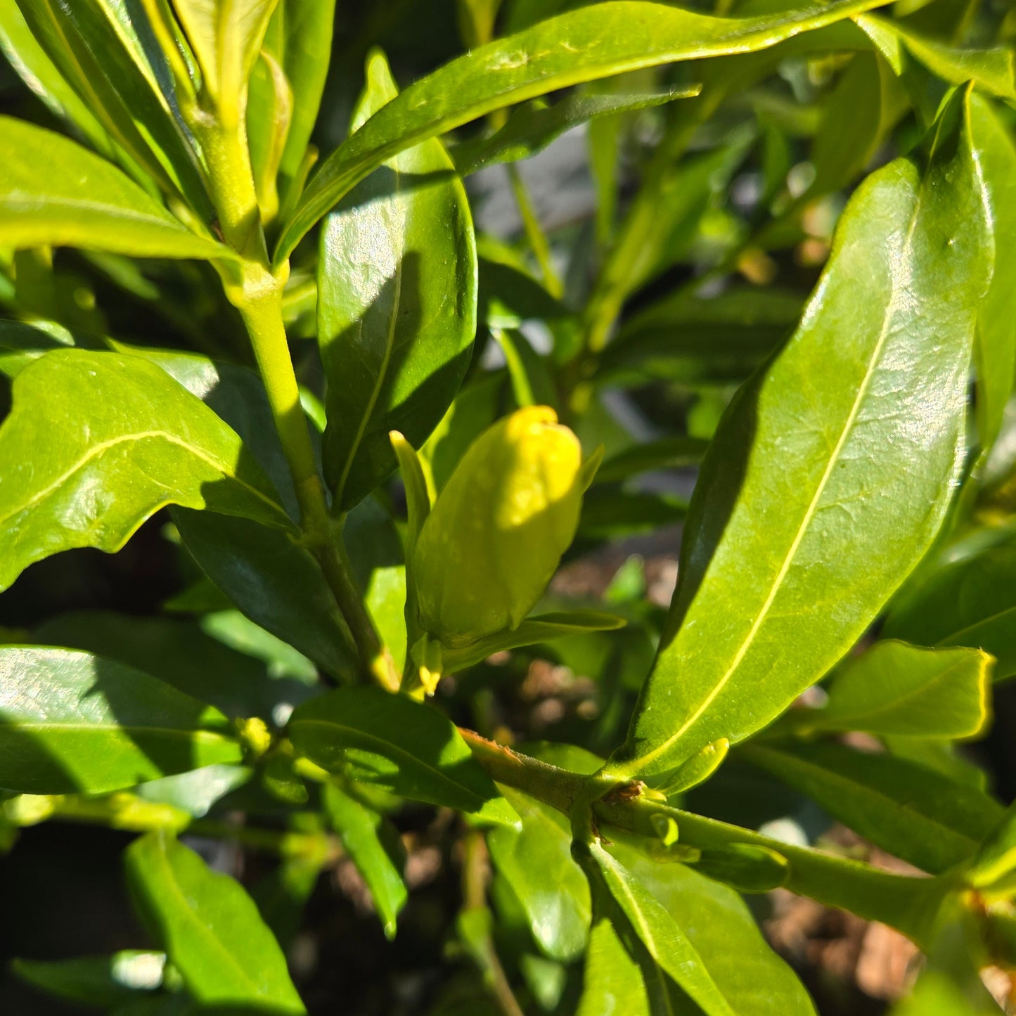 'Frost Proof' Gardenia