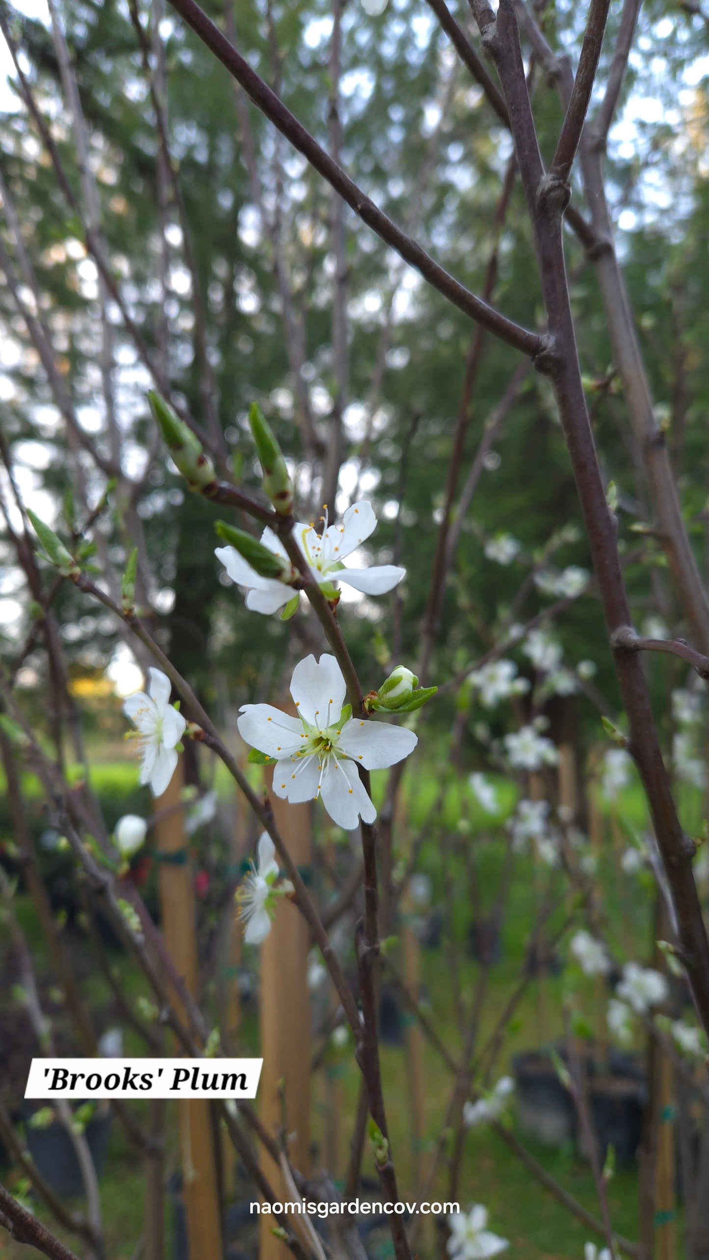 'Brooks' Dwarf Plum