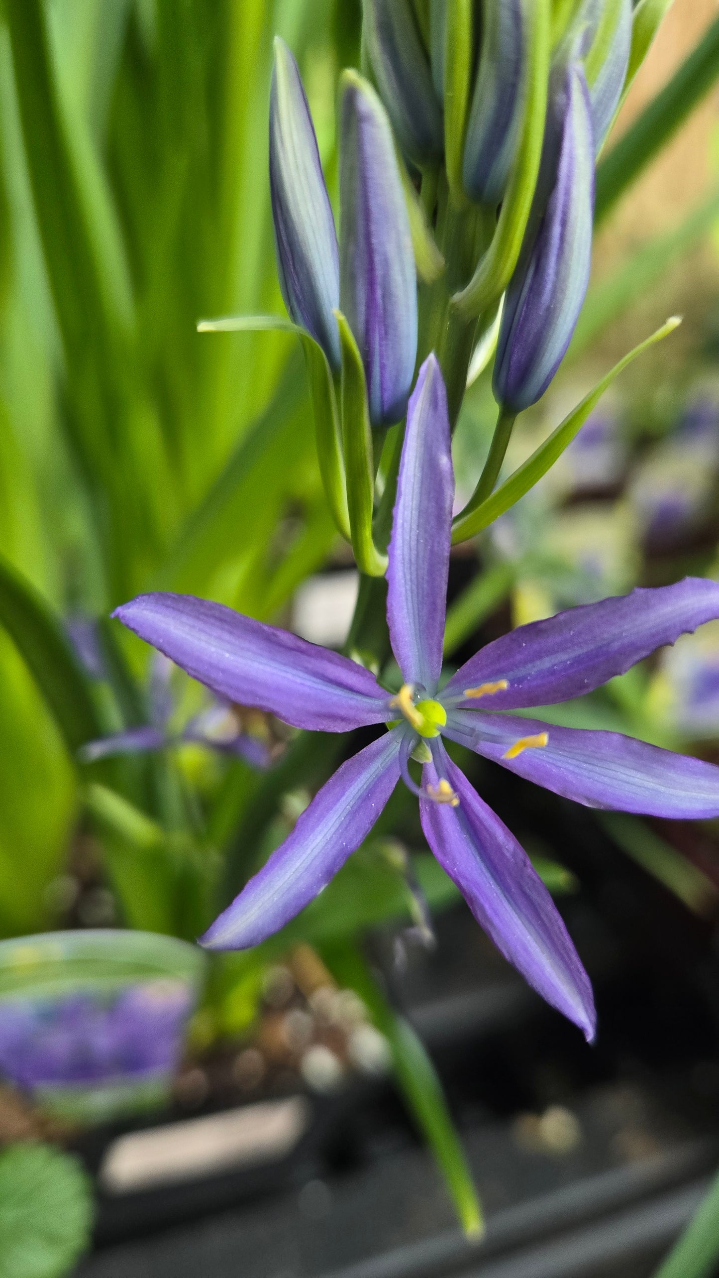 Camassia Leichtlinii ‘Caerulea’