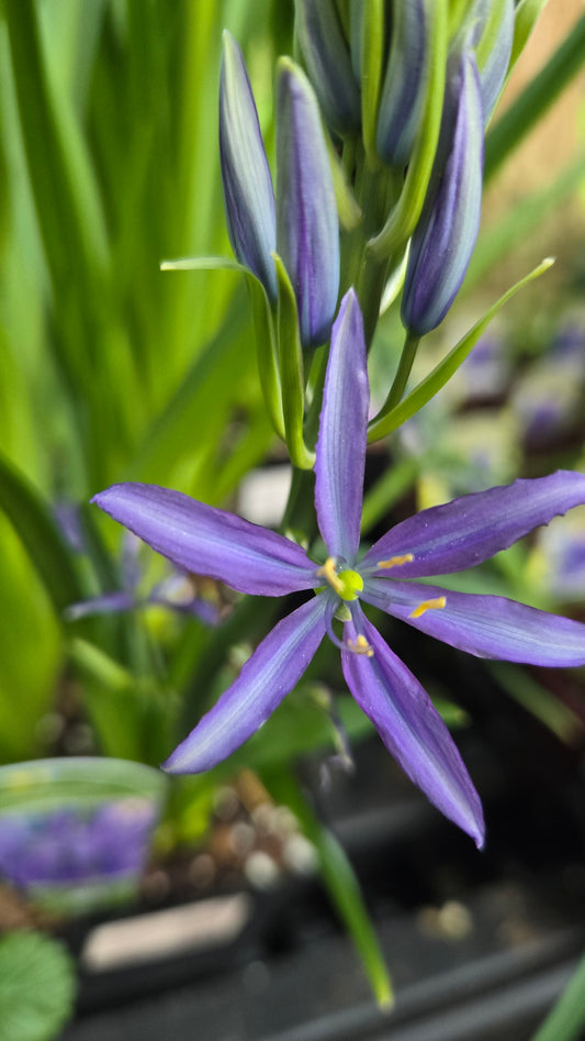 Camassia Leichtlinii ‘Caerulea’