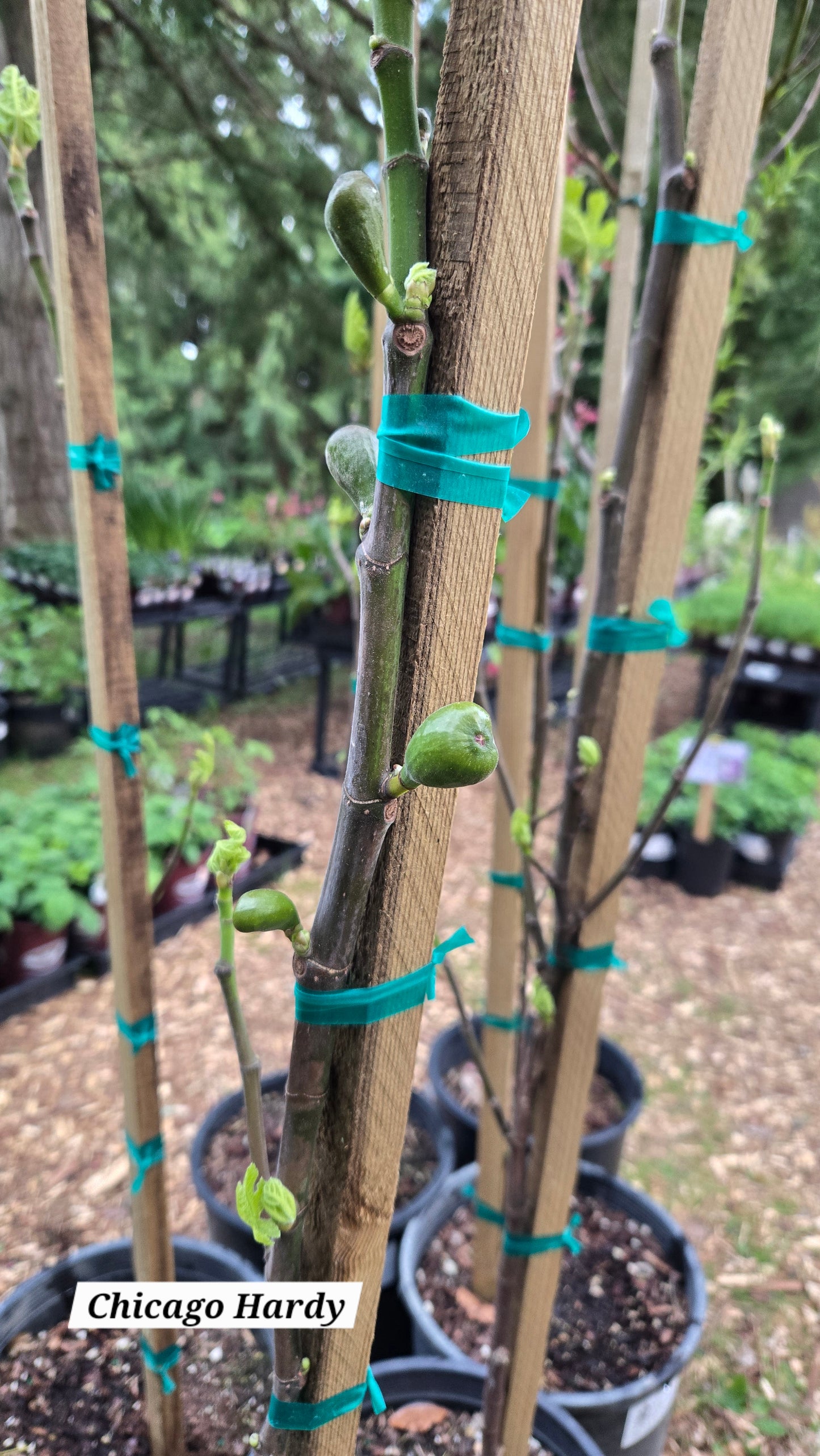 Chicago Hardy Fig