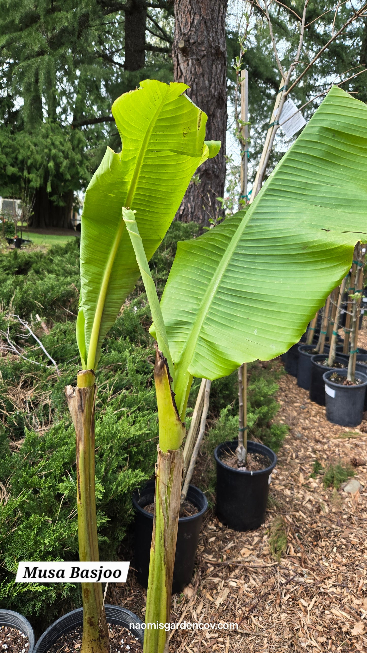 Hardy Banana 'Basjoo'
