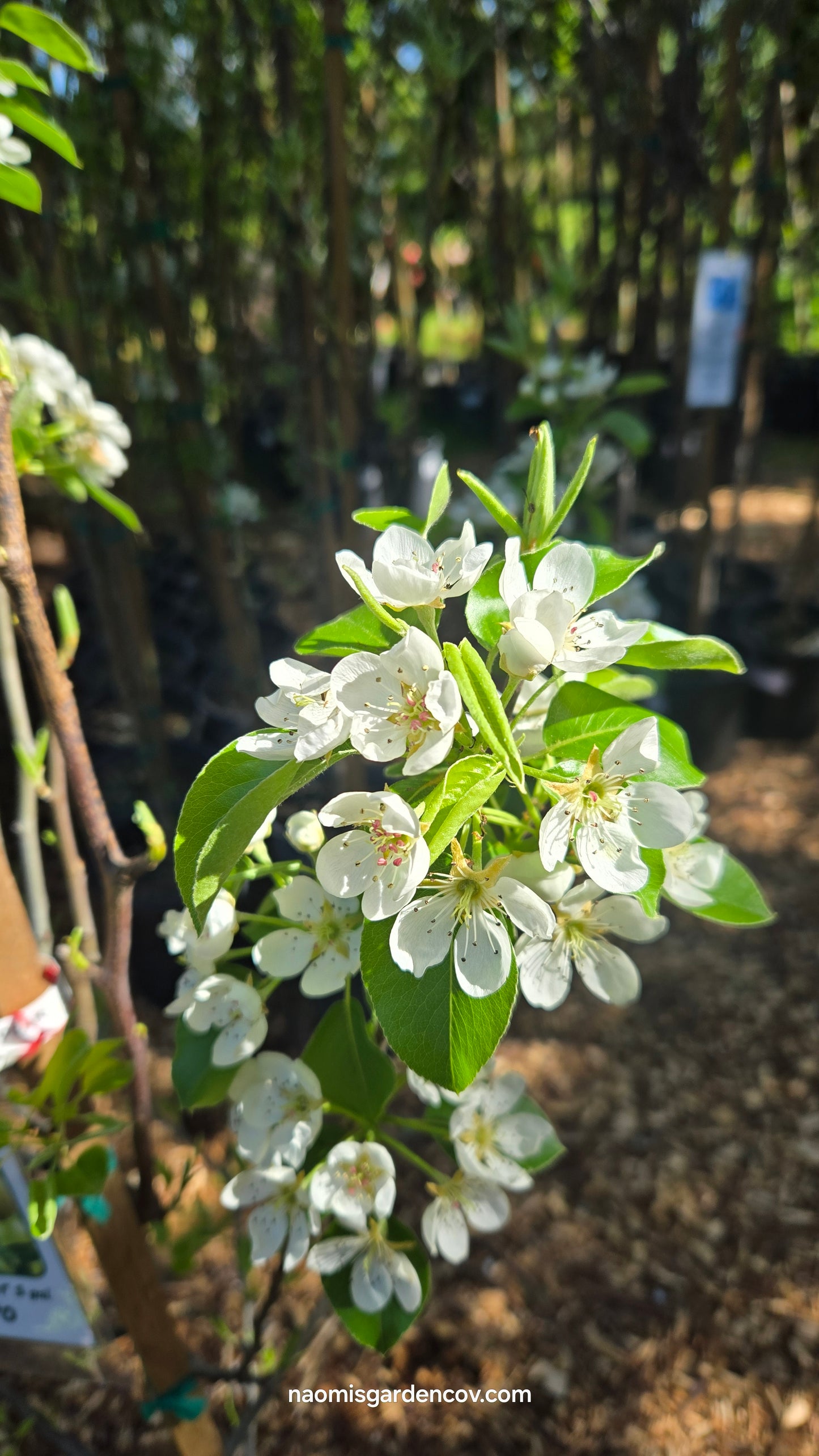 'Comice' Dwarf Pear