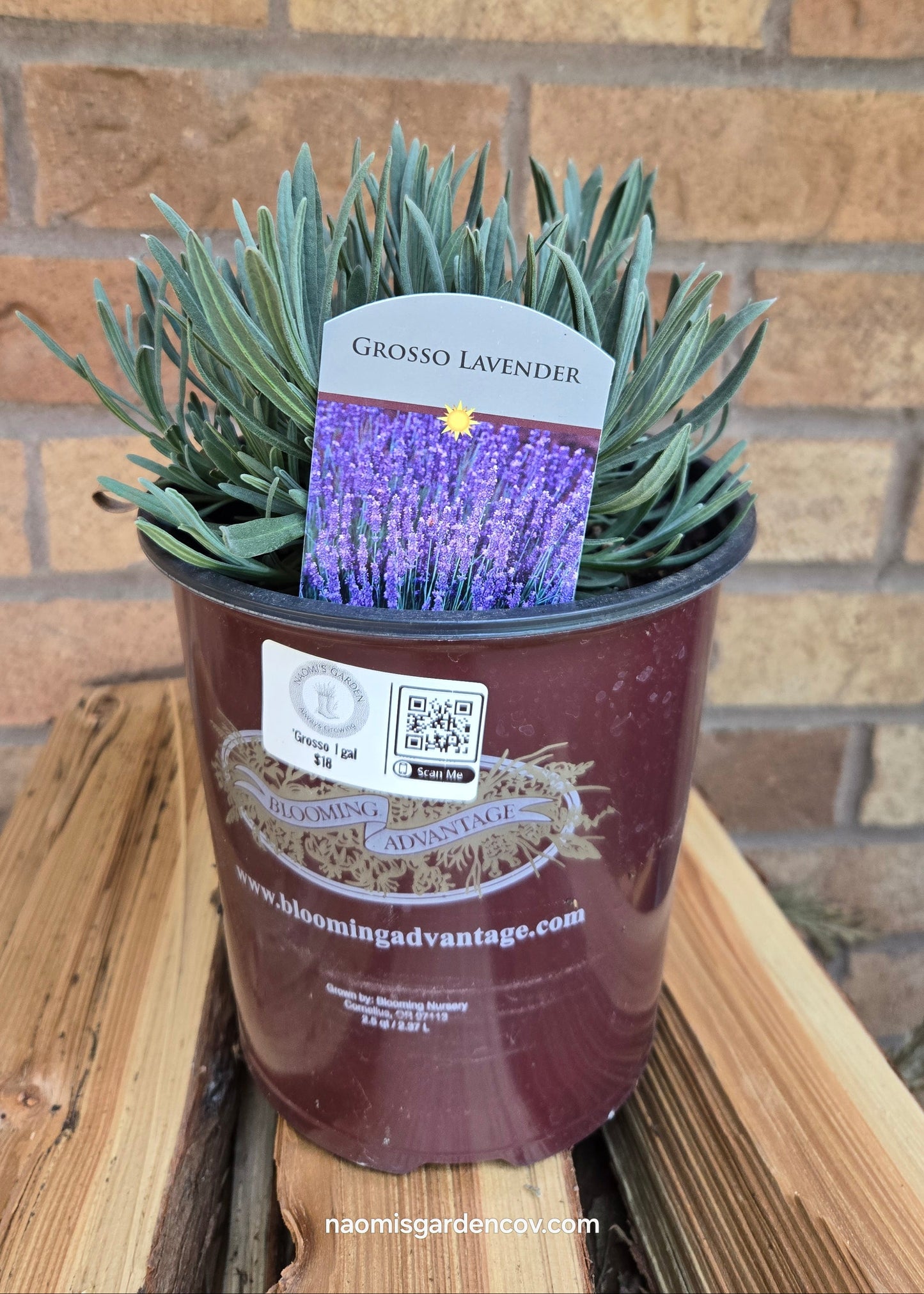 'Grosso' Lavender