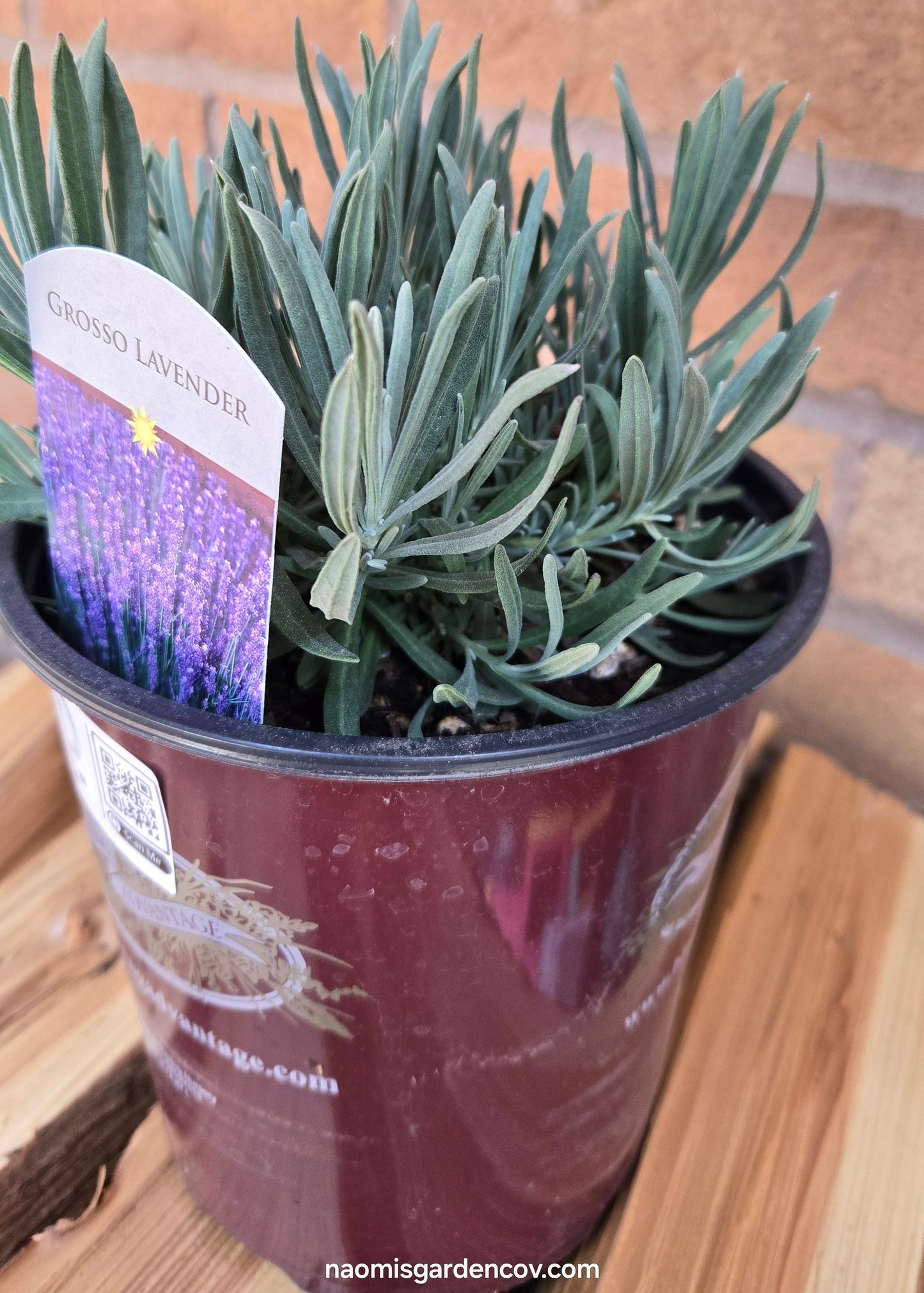 'Grosso' Lavender