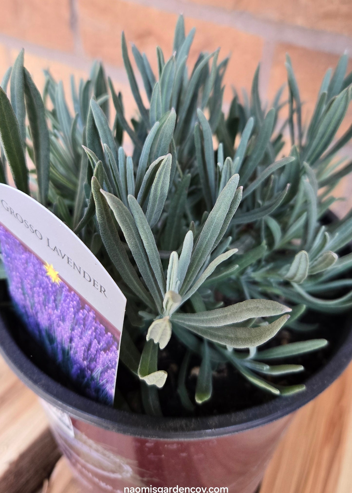 'Grosso' Lavender