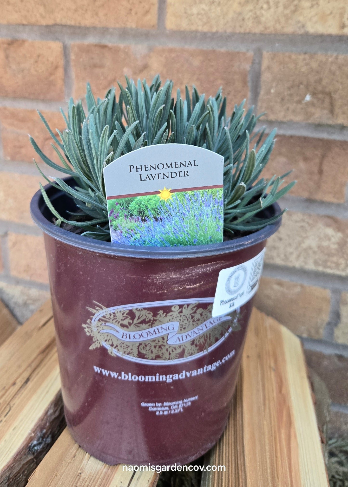 'Phenomenal' Lavender