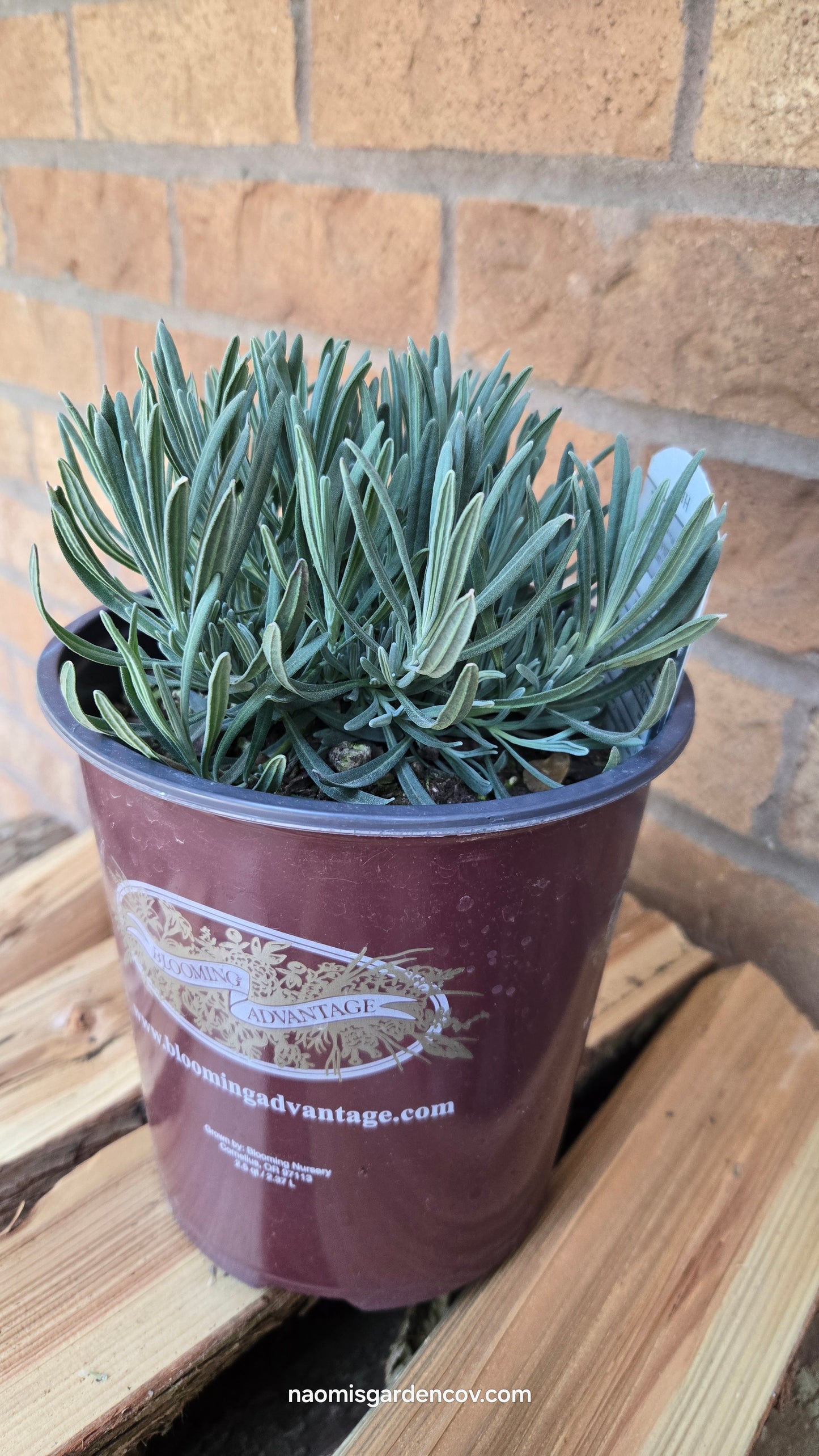 'Phenomenal' Lavender