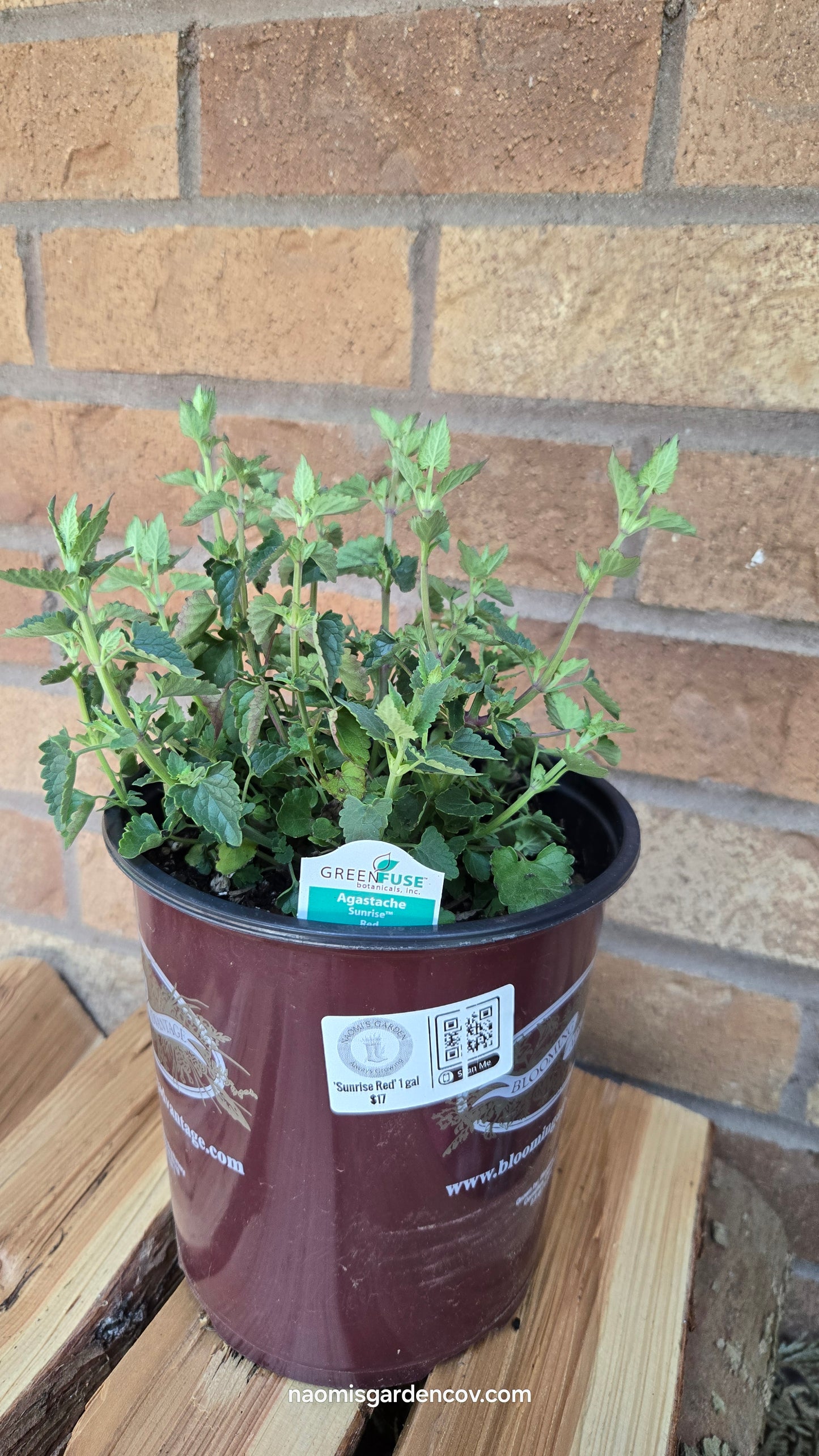'Sunrise Red' Agastache