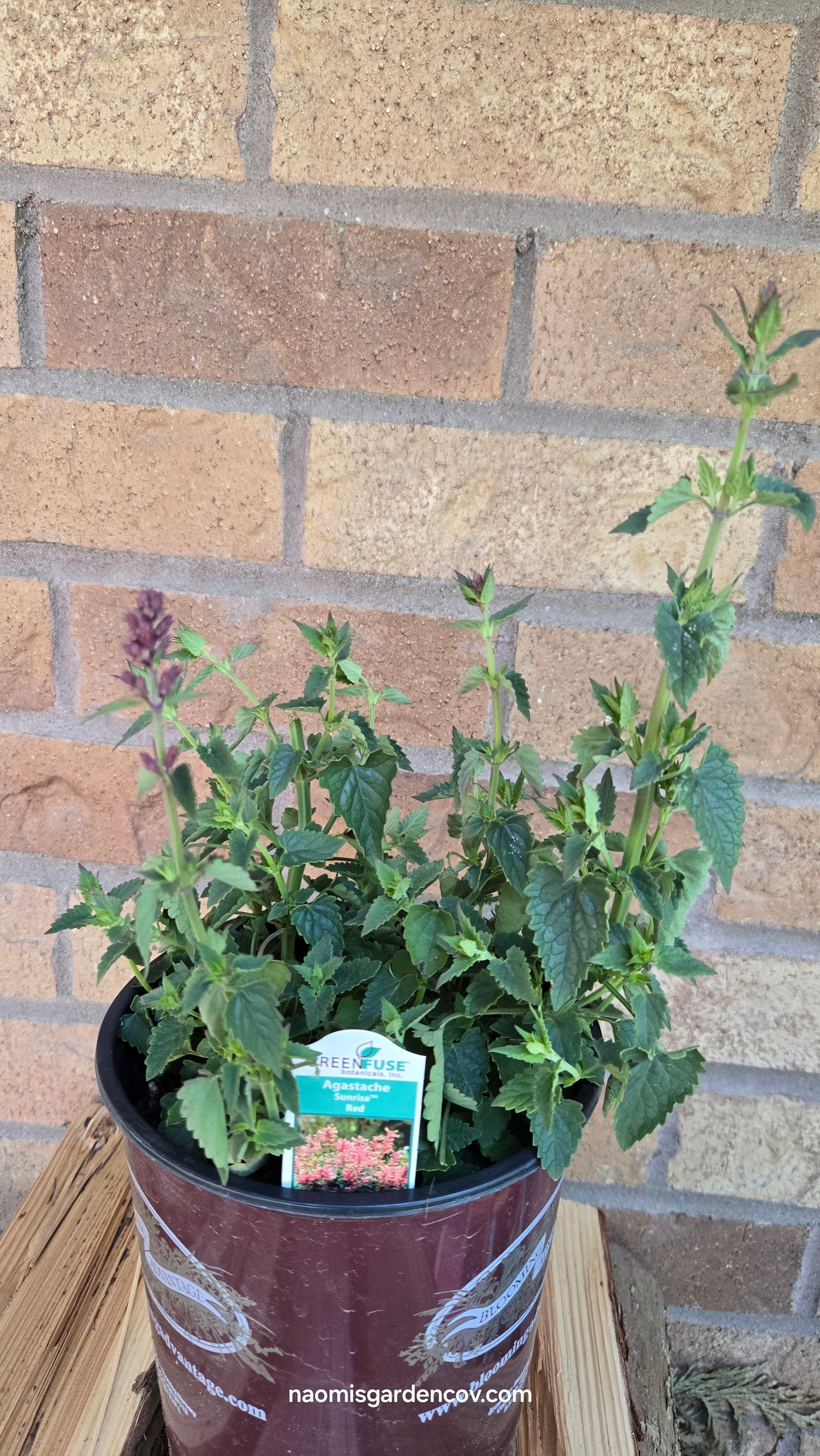 'Sunrise Red' Agastache