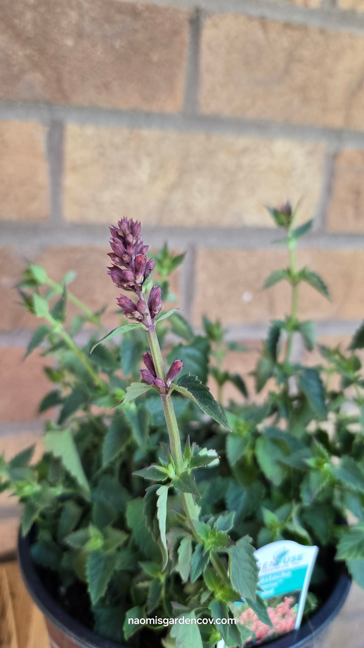 'Sunrise Red' Agastache