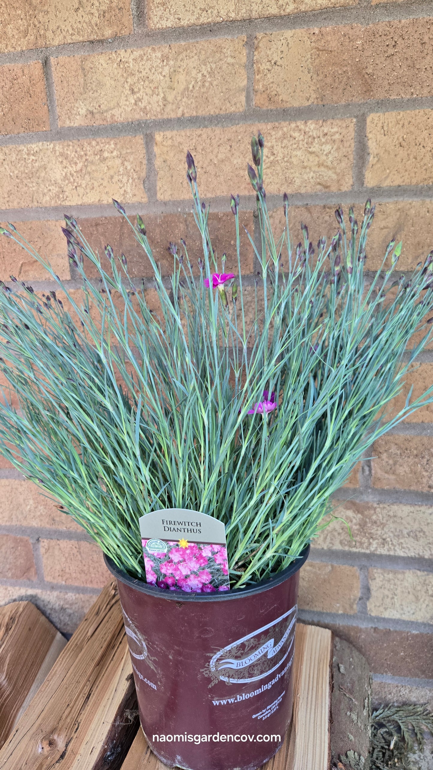 'Firewitch' Dianthus