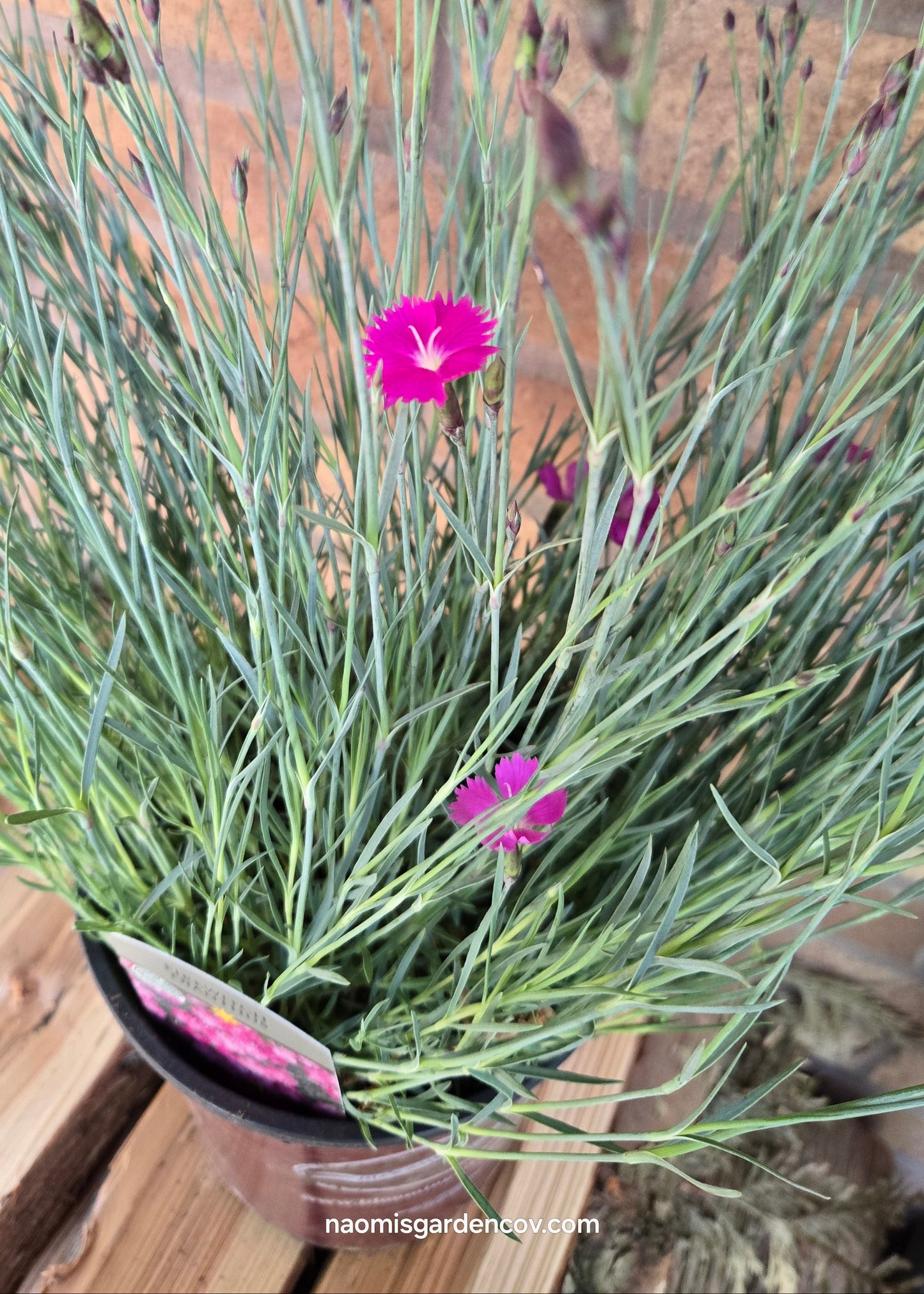 'Firewitch' Dianthus