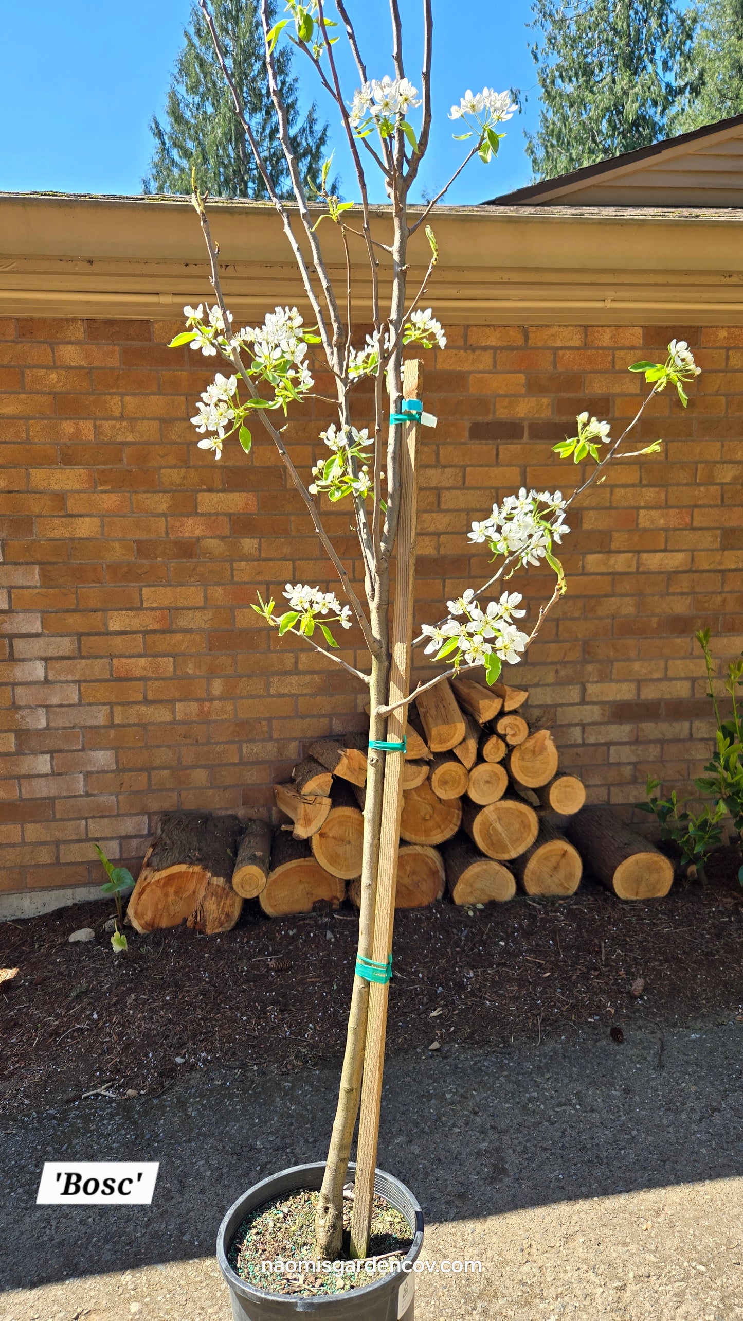 'Bosc' Dwarf Pear