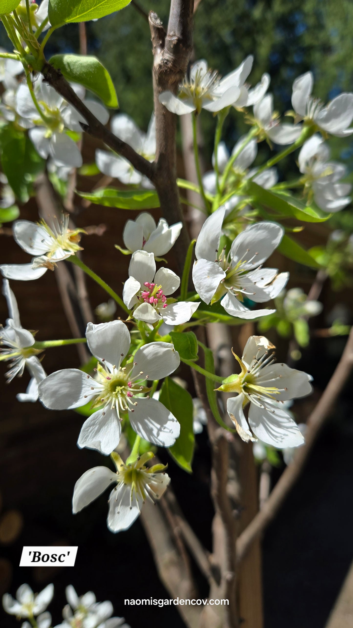'Bosc' Dwarf Pear