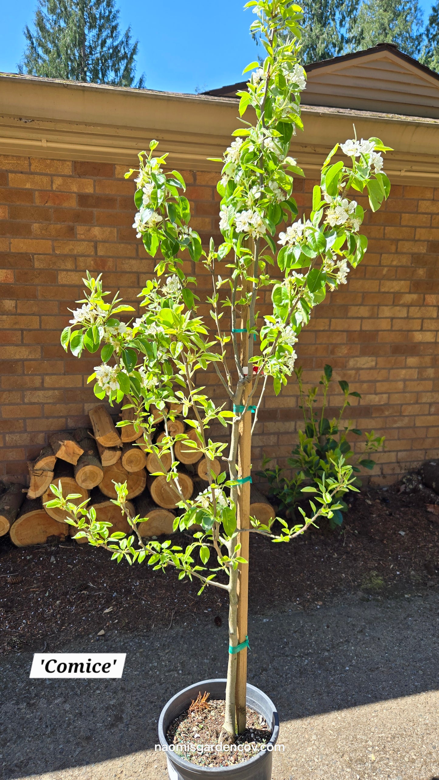 'Comice' Dwarf Pear