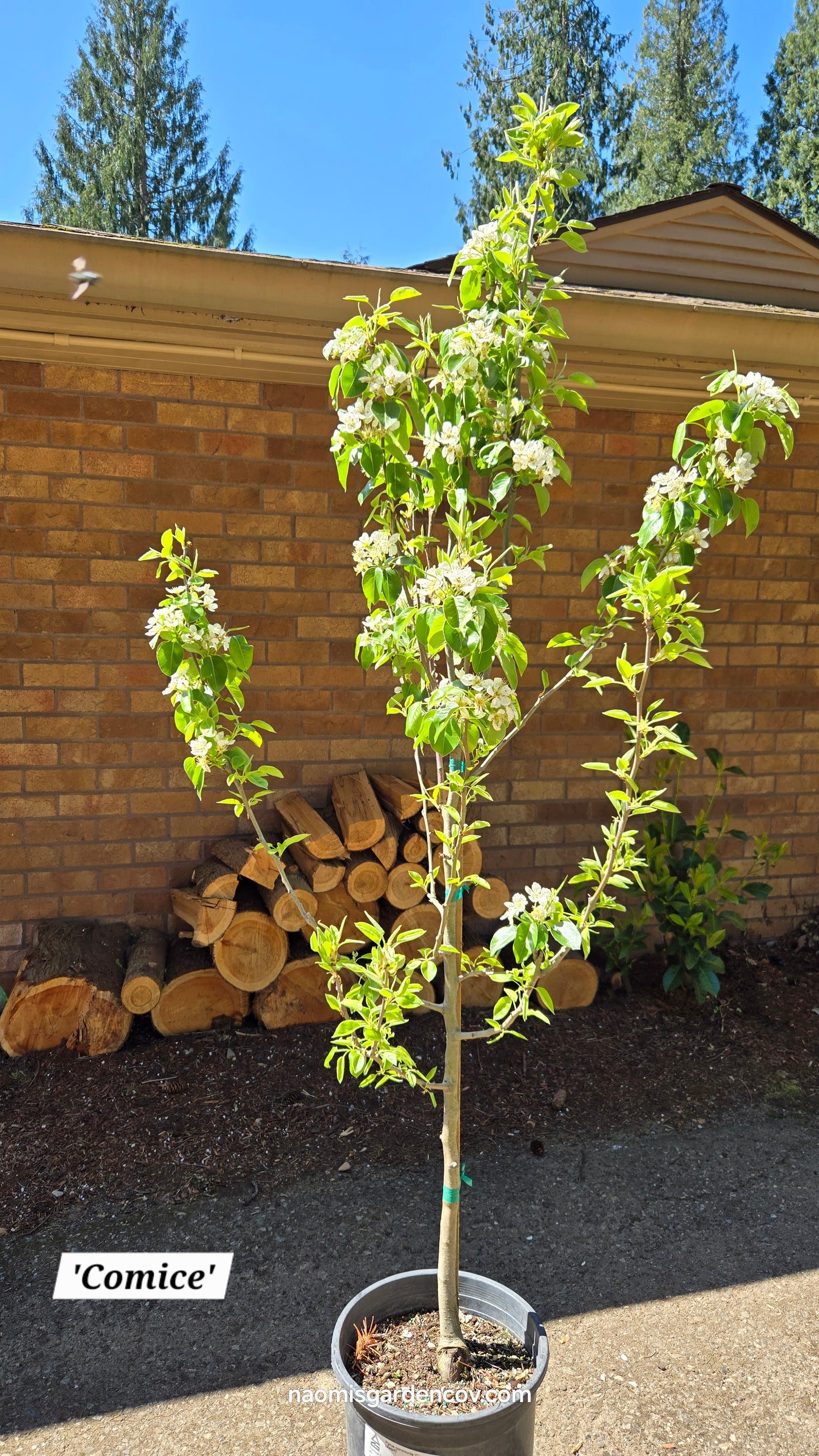 'Comice' Dwarf Pear