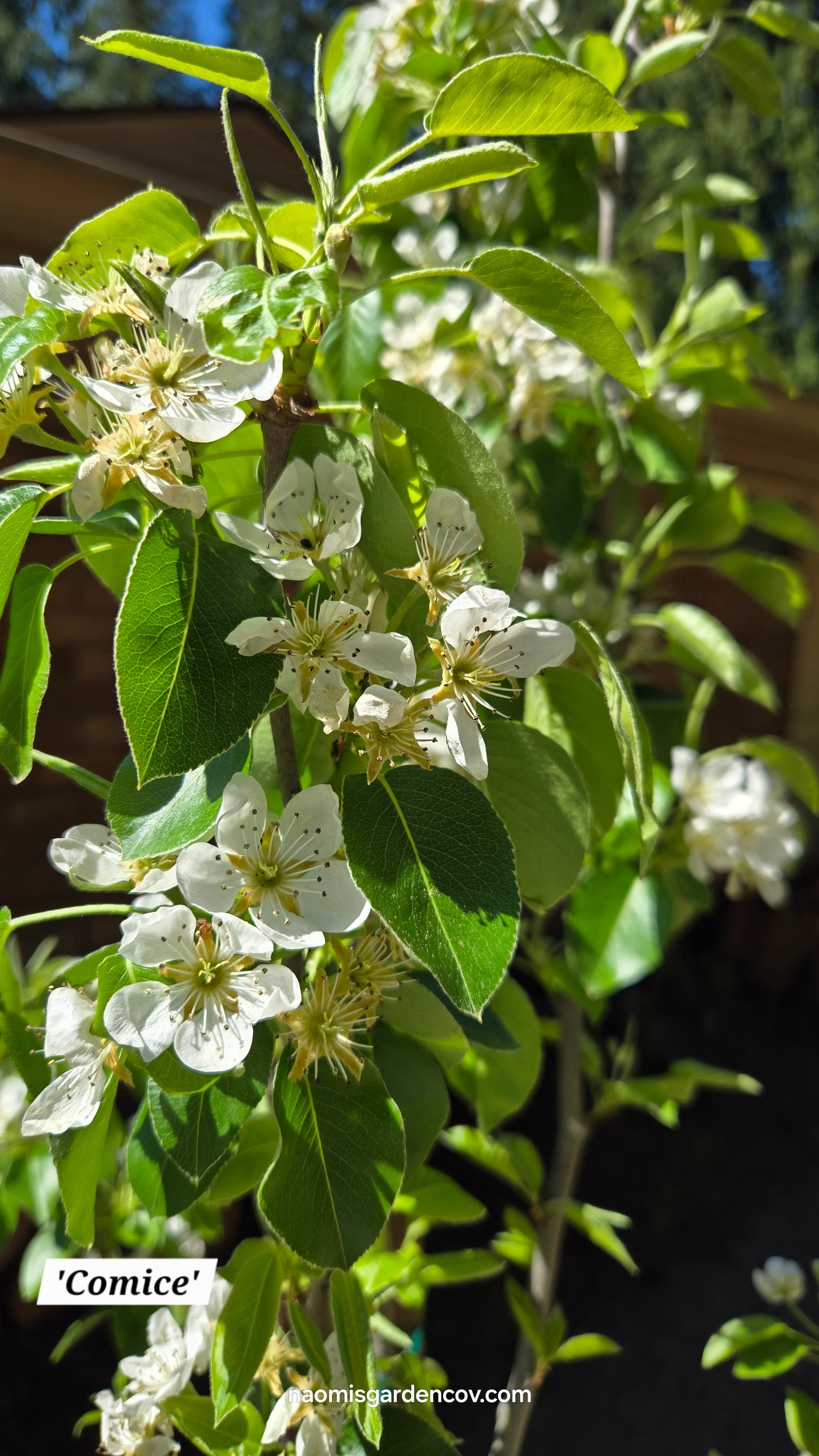 'Comice' Dwarf Pear