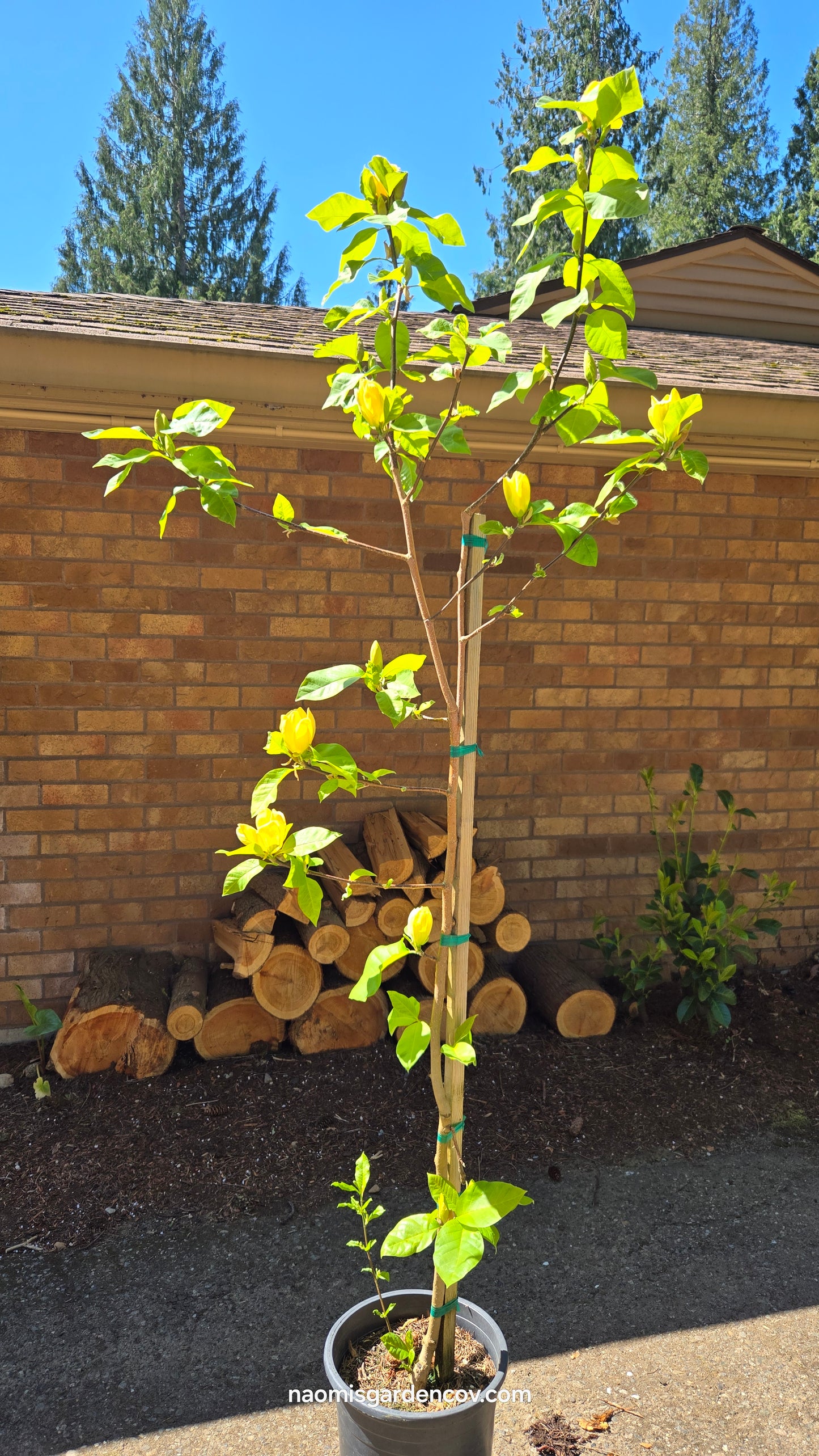 'Yellow Bird Magnolia Tree