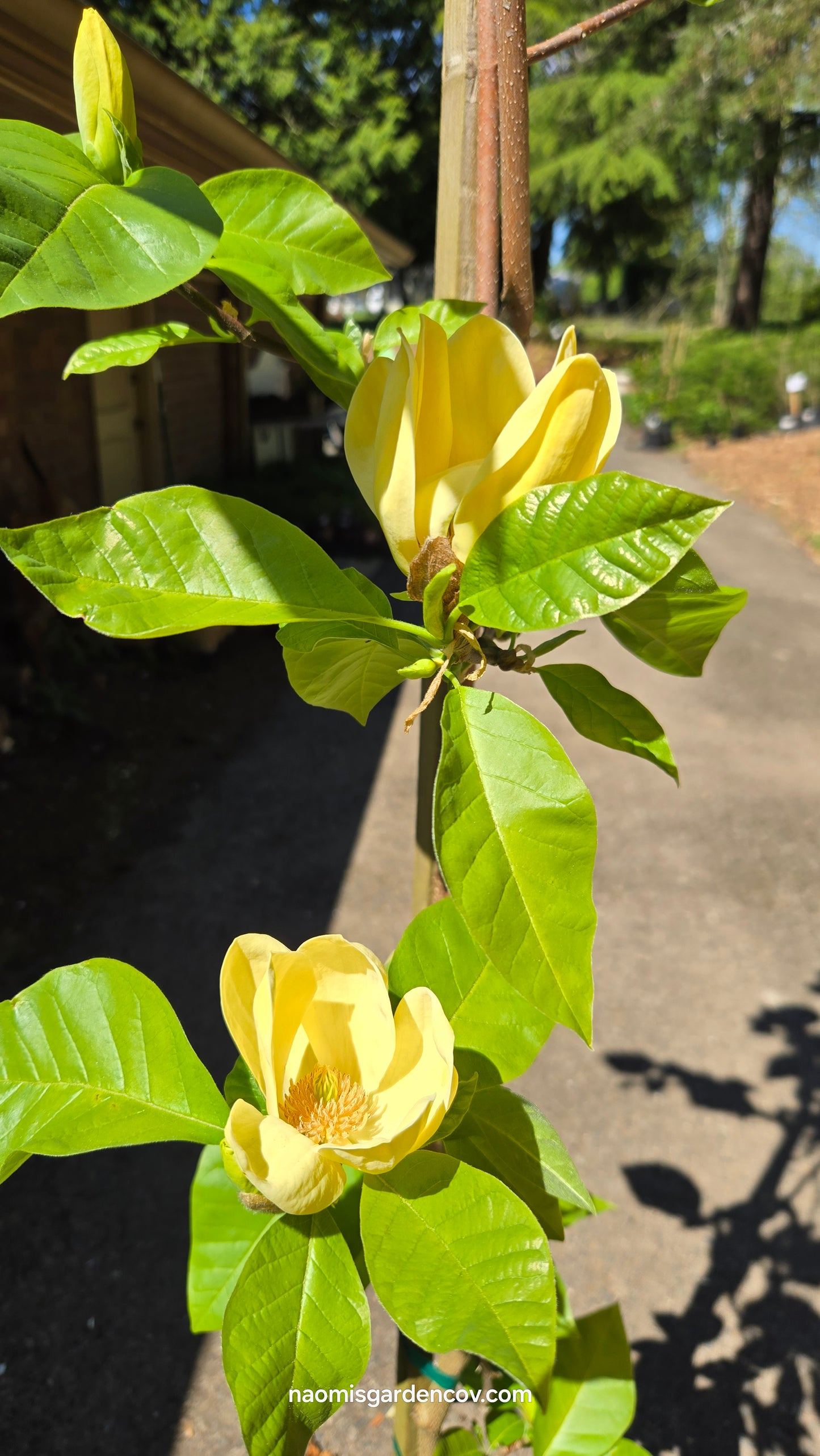 'Yellow Bird Magnolia Tree