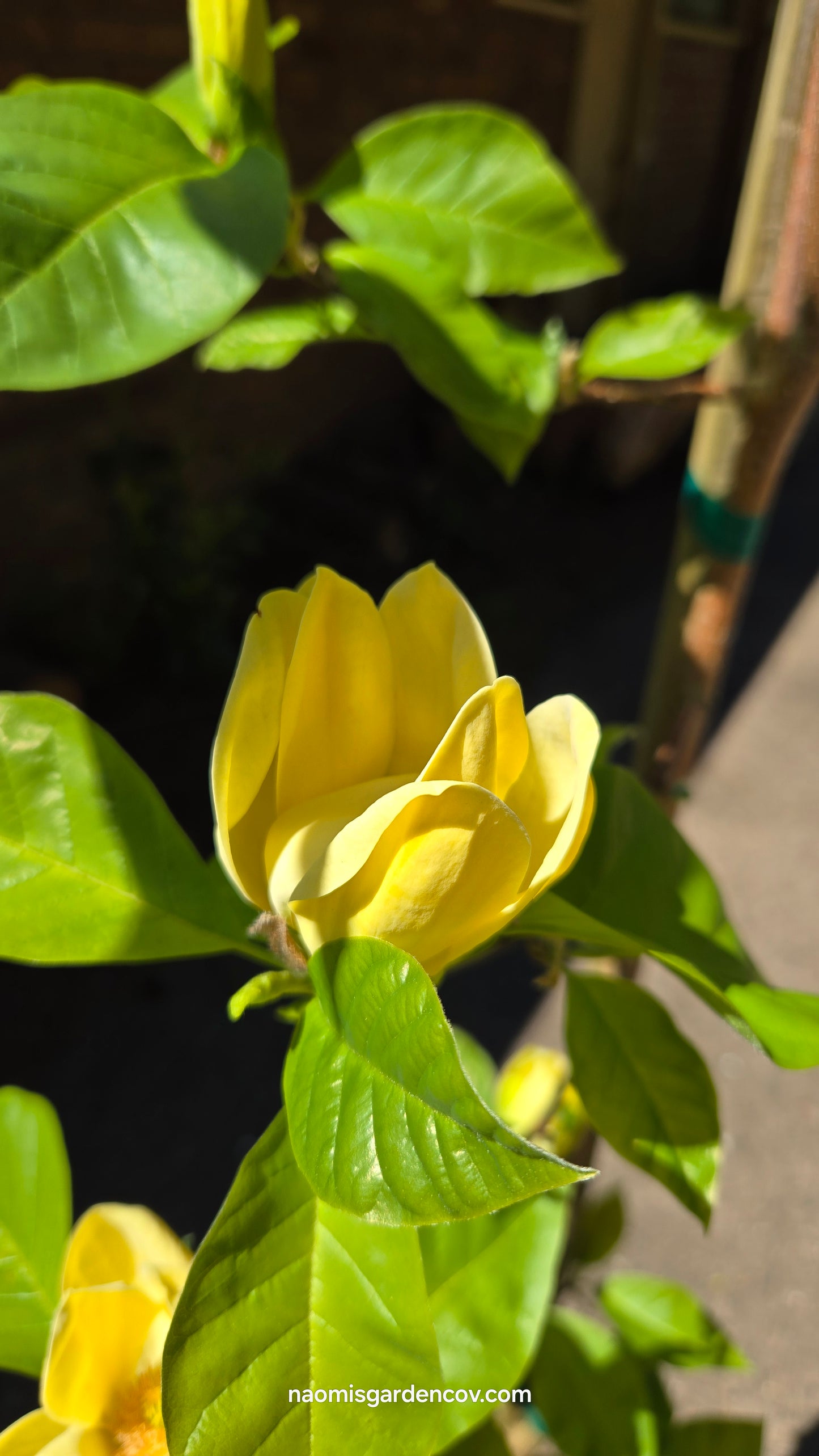 'Yellow Bird Magnolia Tree