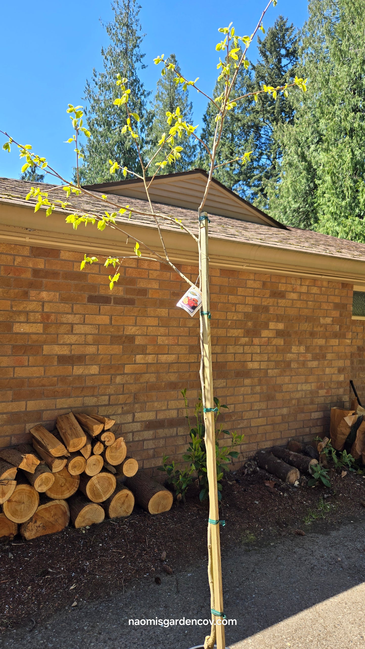 'Fuyu Jiro' Persimmon Tree