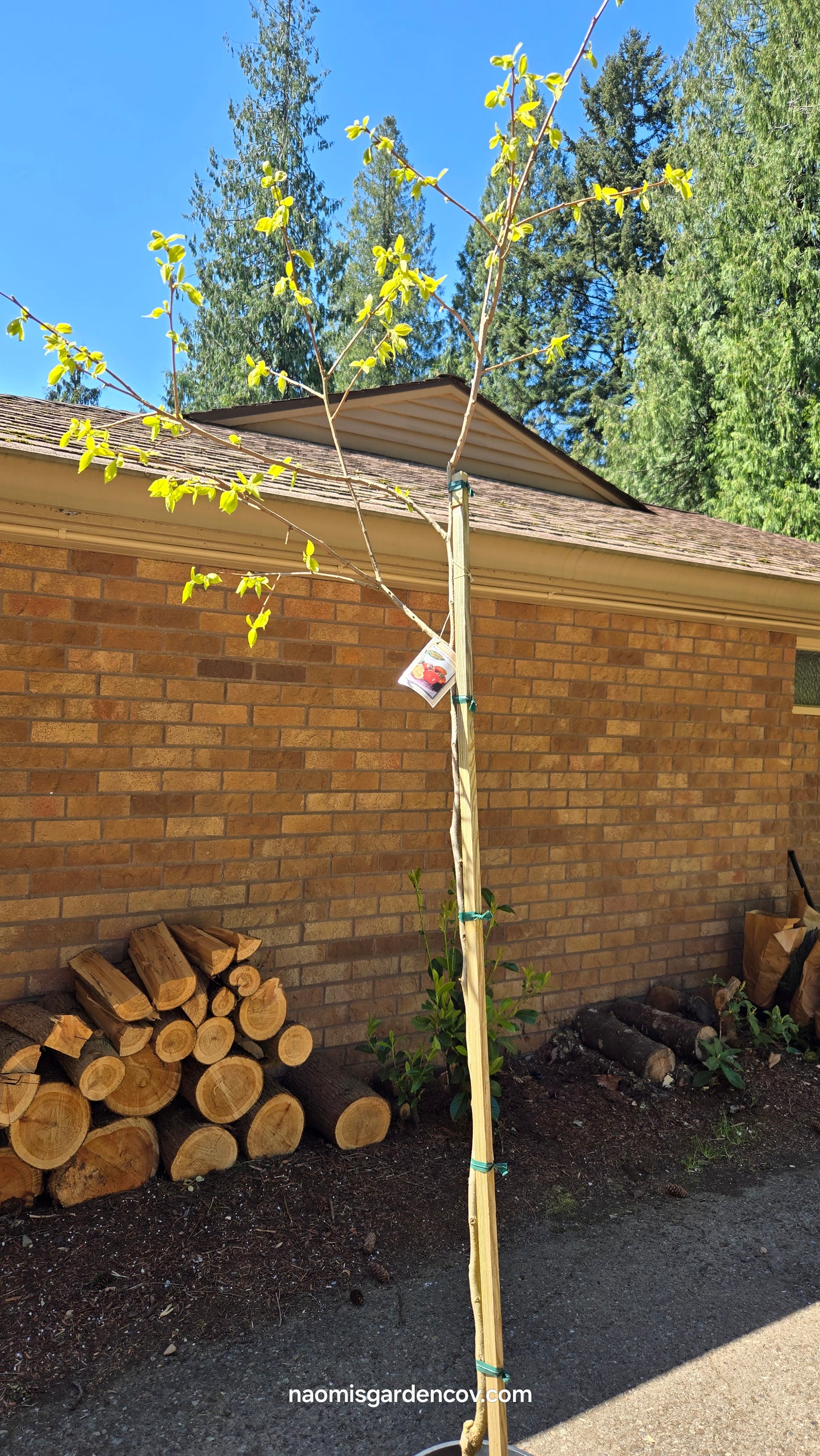 'Fuyu Jiro' Persimmon Tree