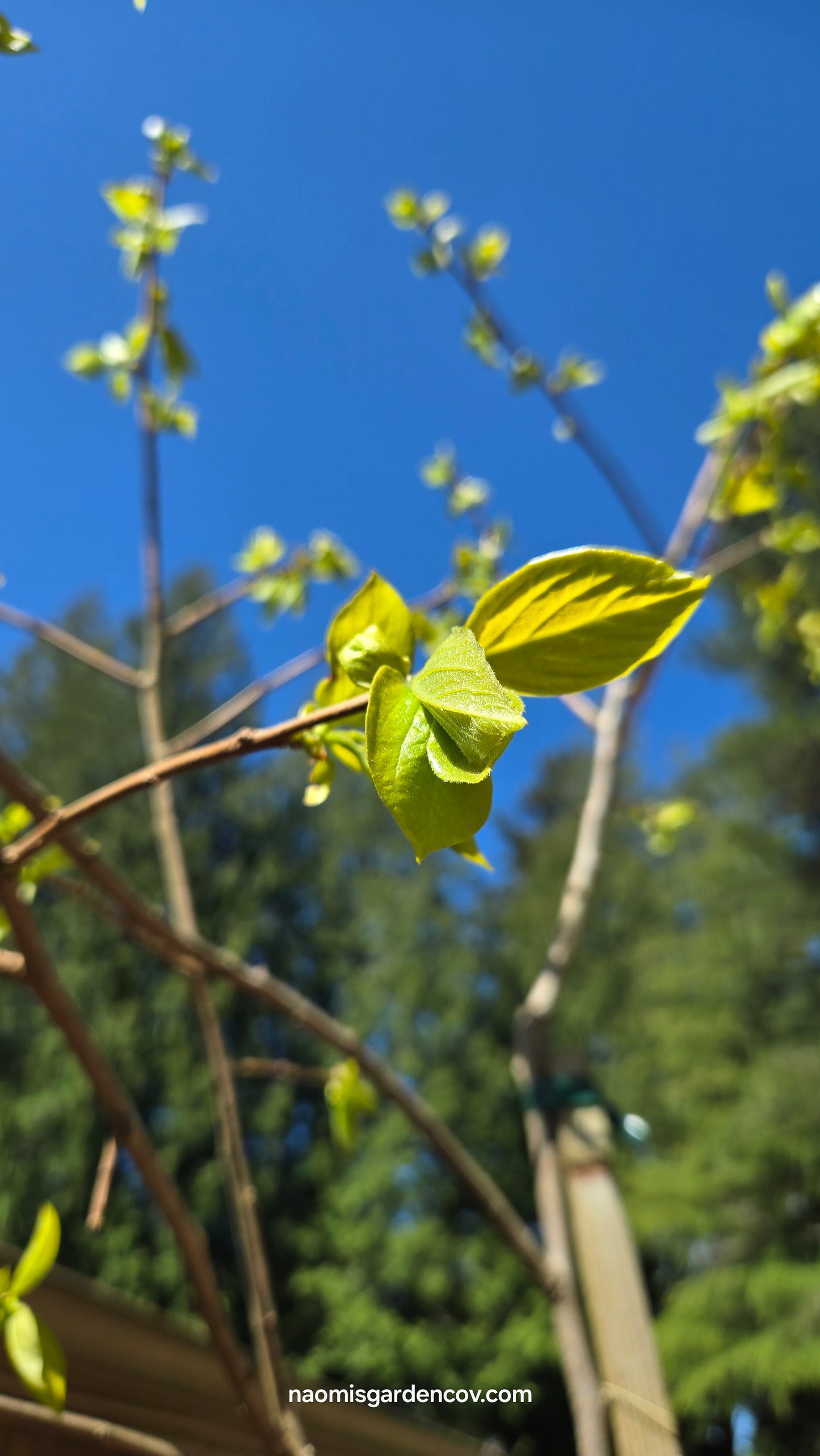 'Fuyu Jiro' Persimmon Tree