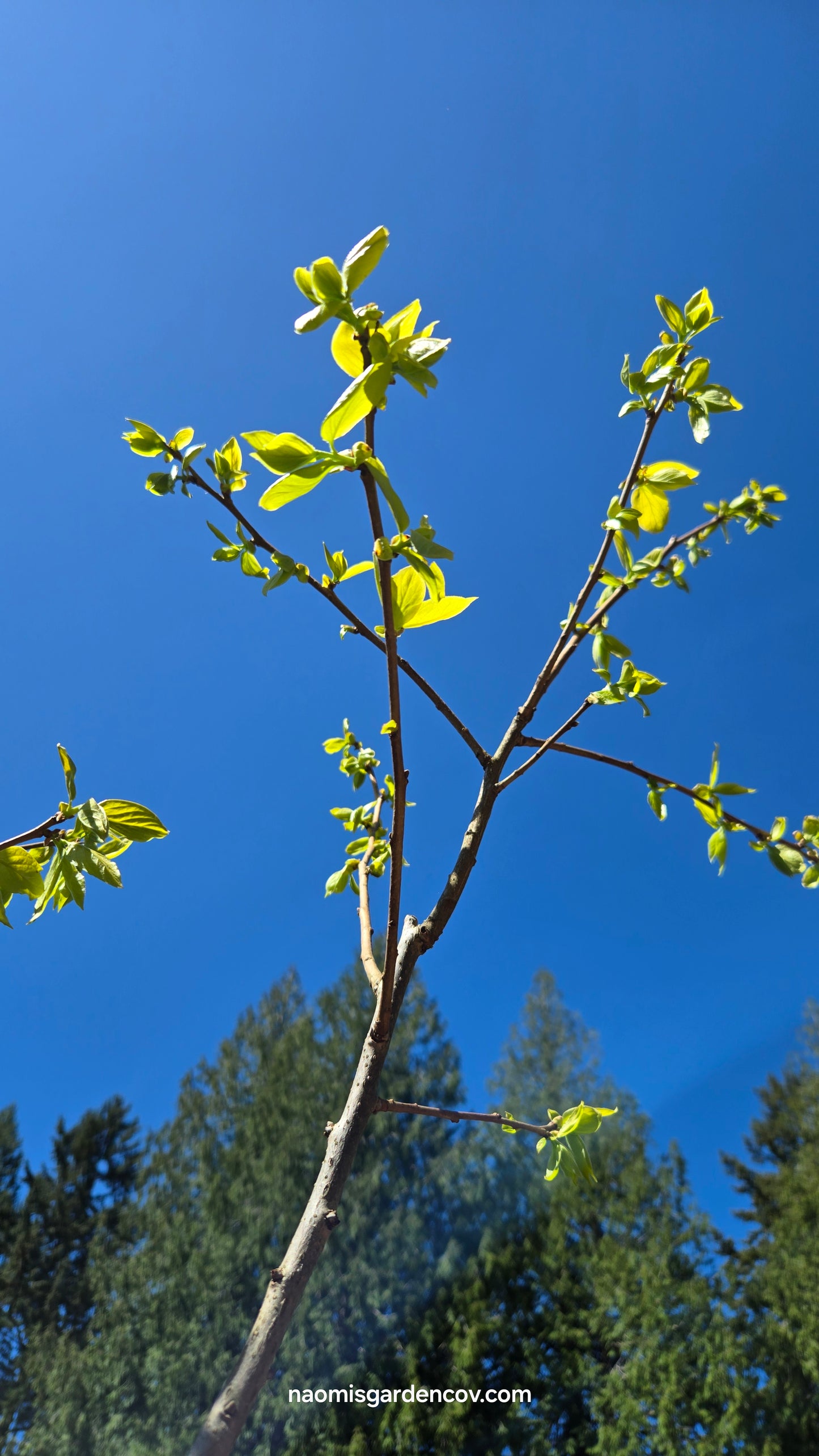 'Fuyu Jiro' Persimmon Tree