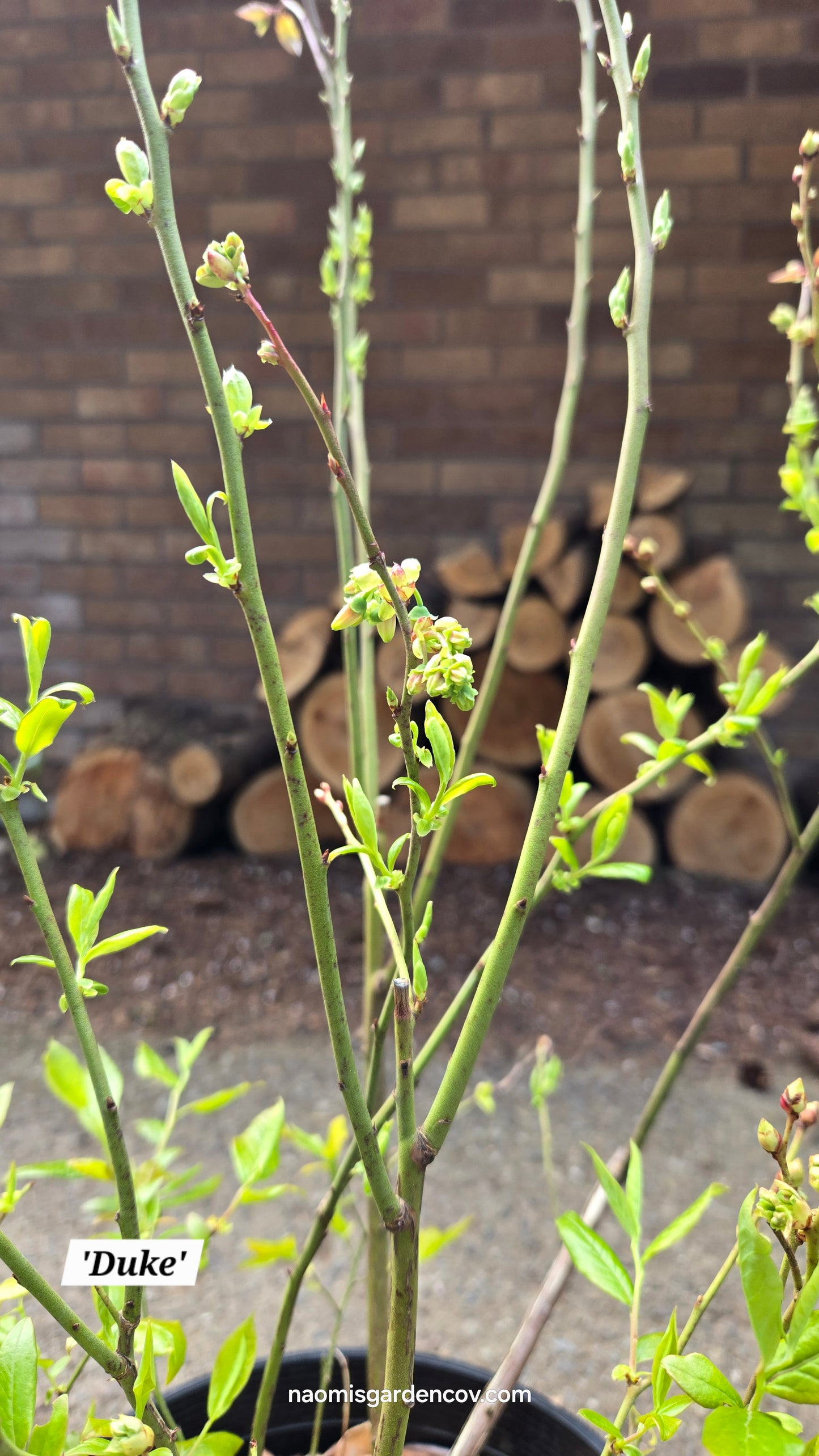 'Duke' Blueberry