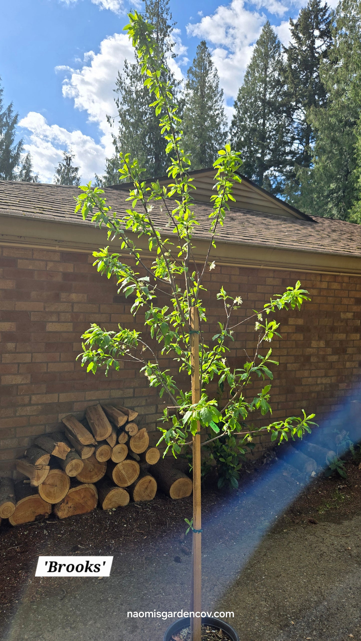 'Brooks' Dwarf Plum