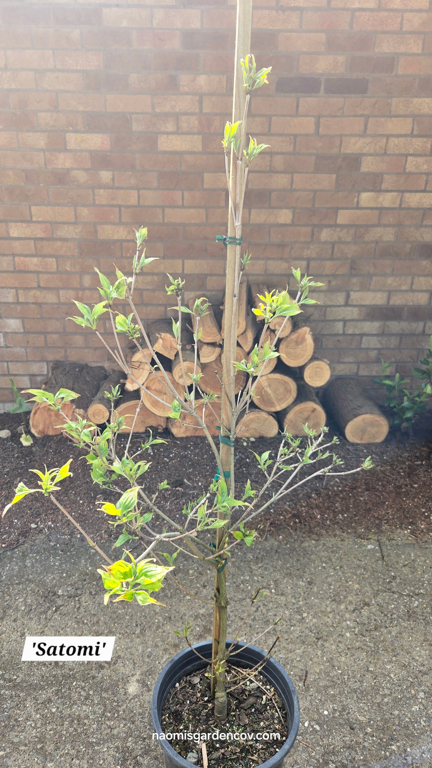 'Satomi' Japanese Dogwood Tree