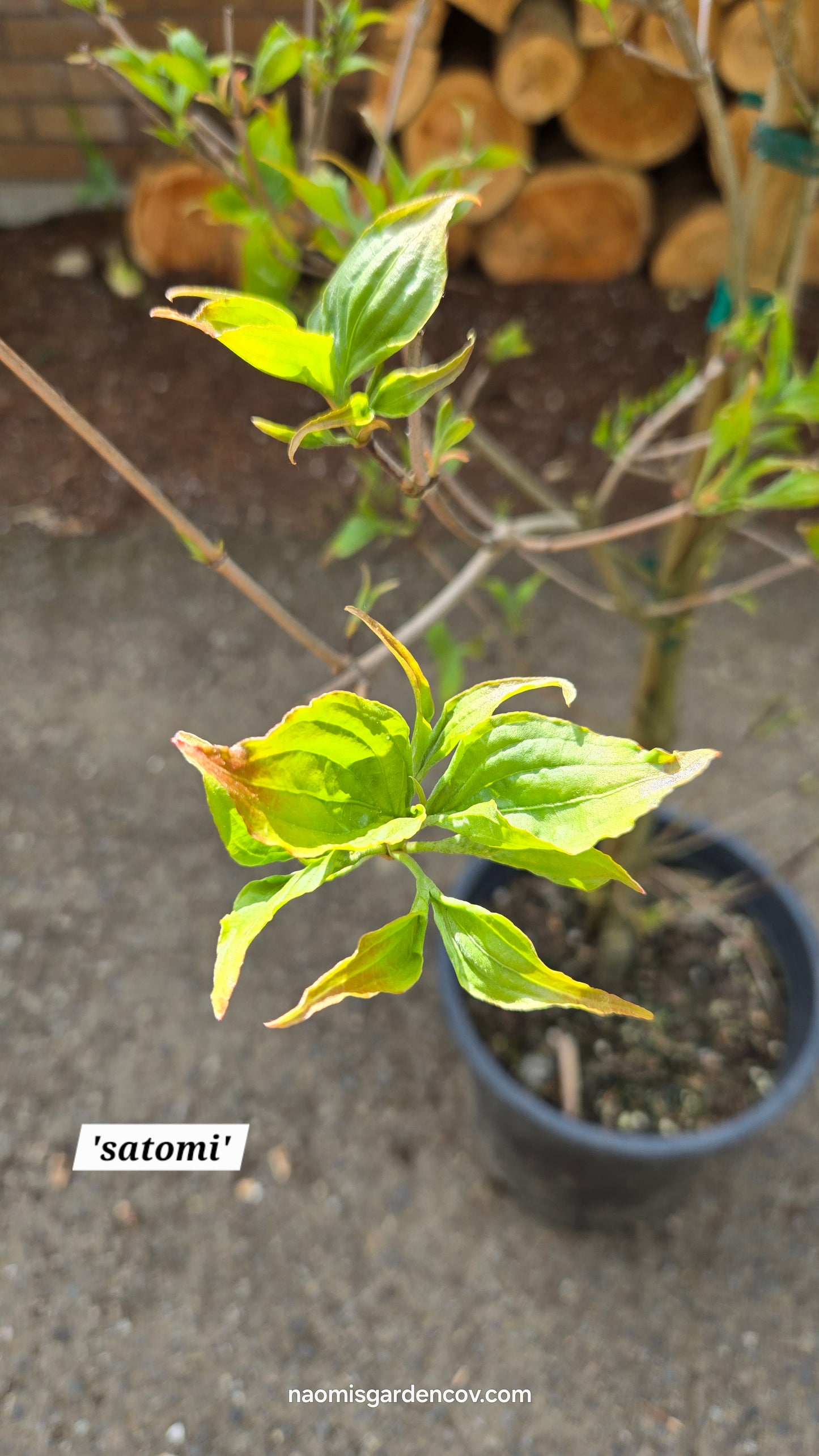 'Satomi' Japanese Dogwood Tree