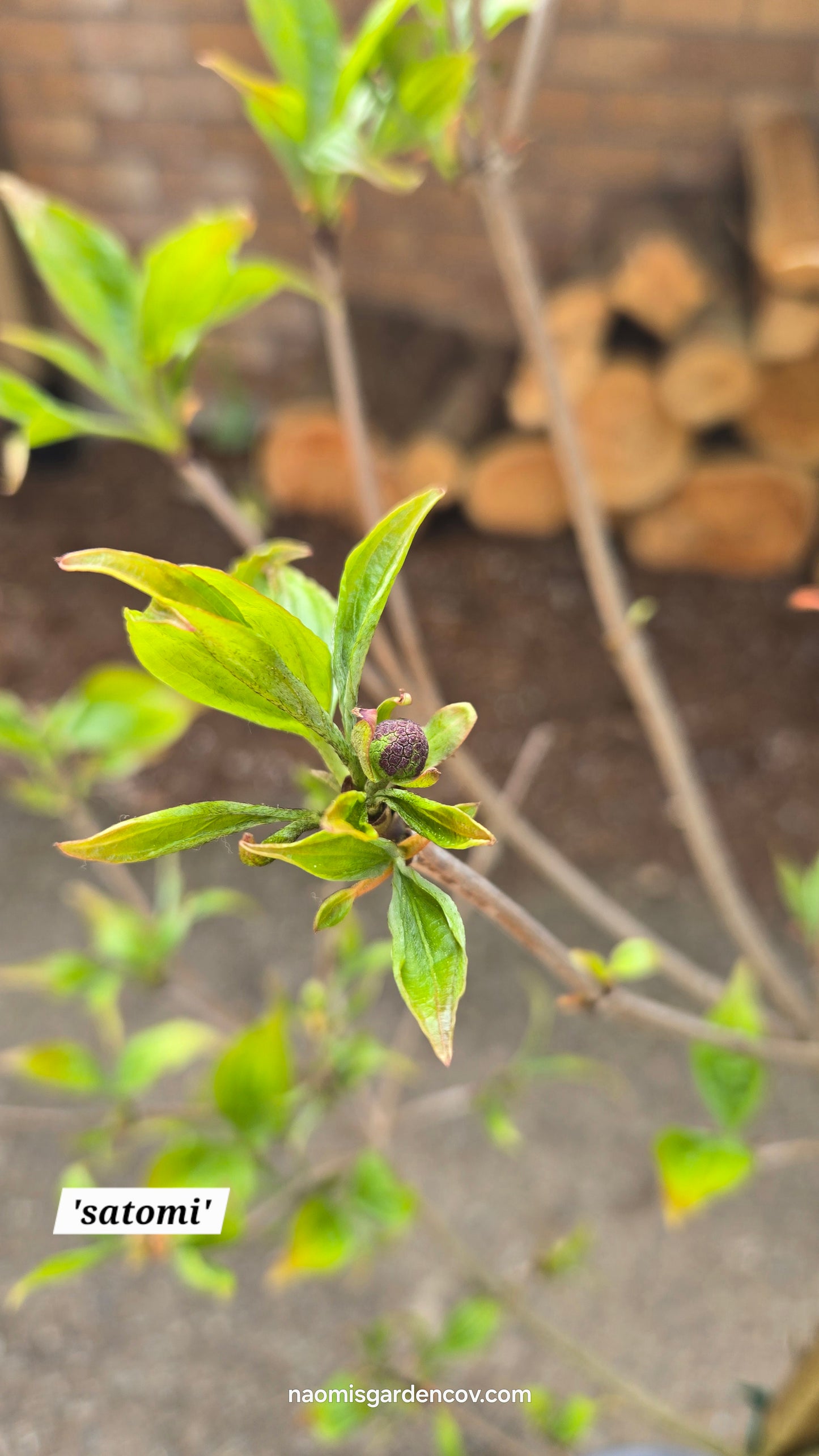'Satomi' Japanese Dogwood Tree