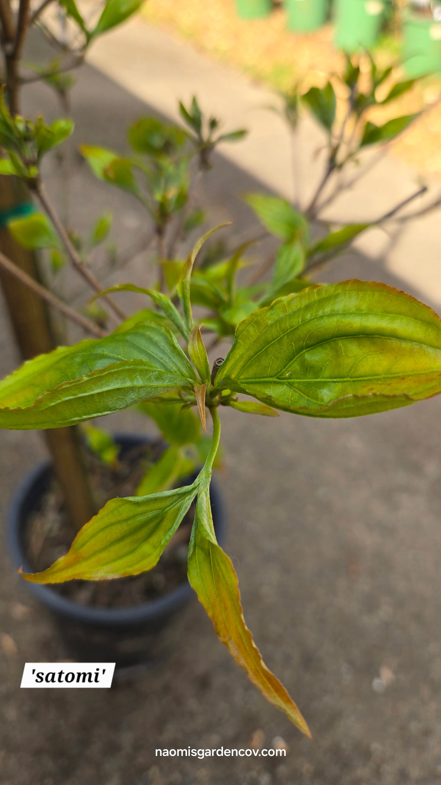 'Satomi' Japanese Dogwood Tree