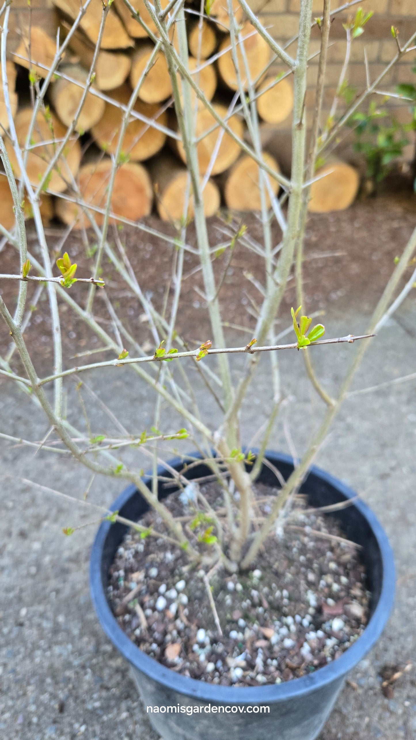 'Wonderful' Pomegranate