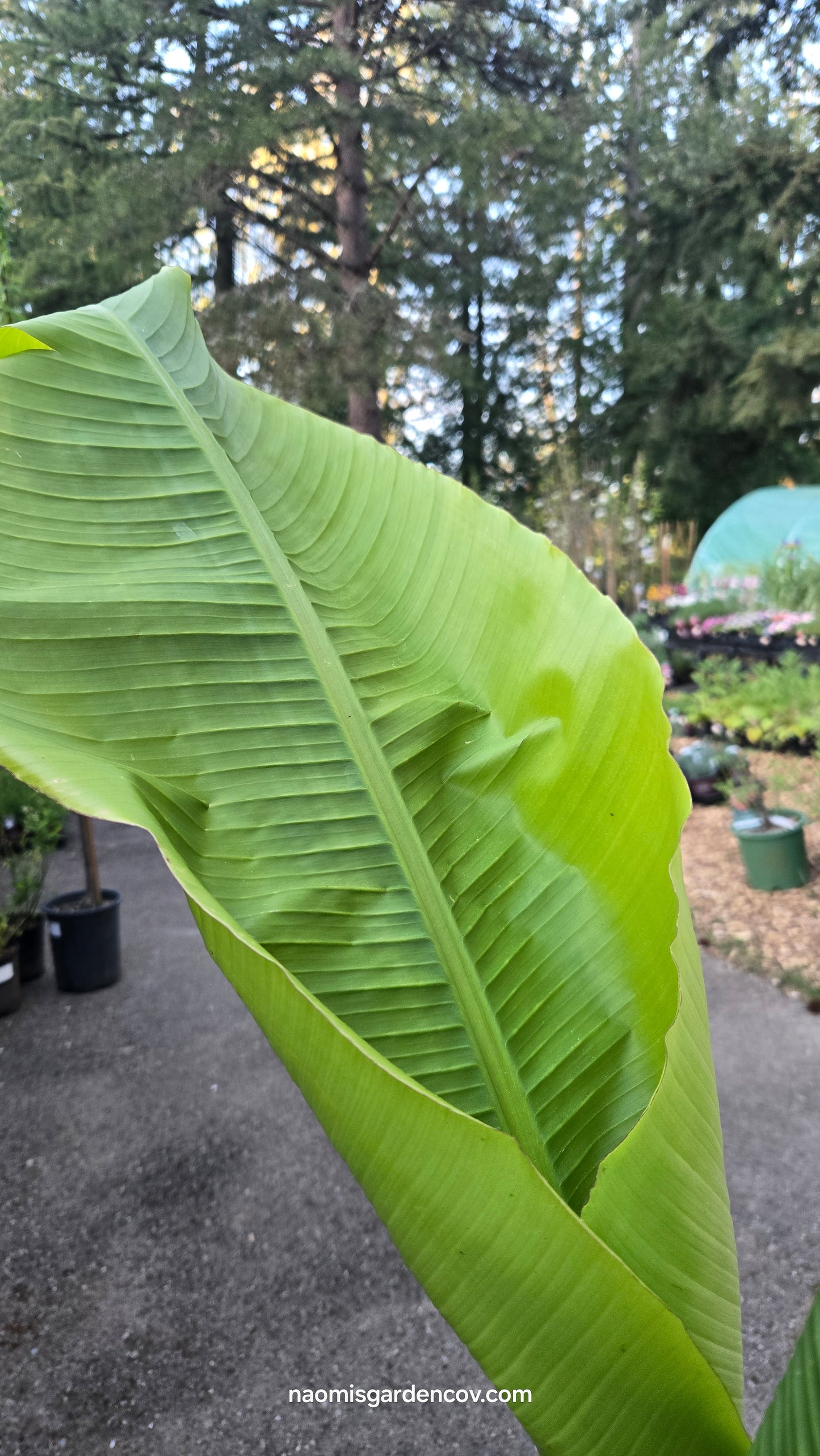 Hardy Banana 'Basjoo'
