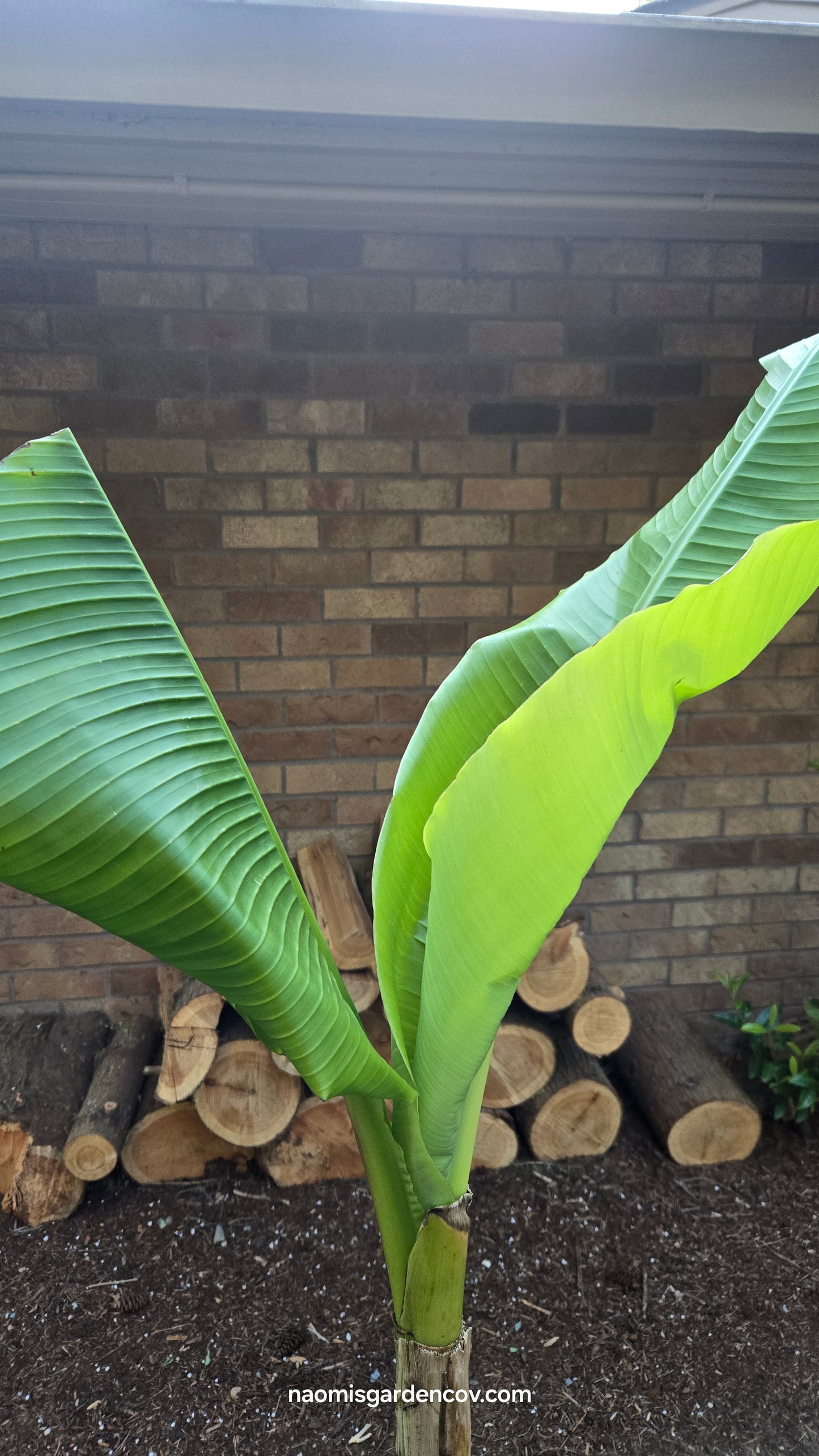 Hardy Banana 'Basjoo'