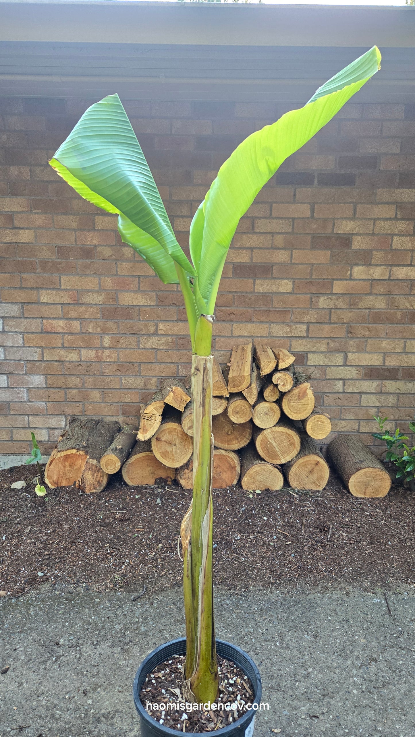 Hardy Banana 'Basjoo'