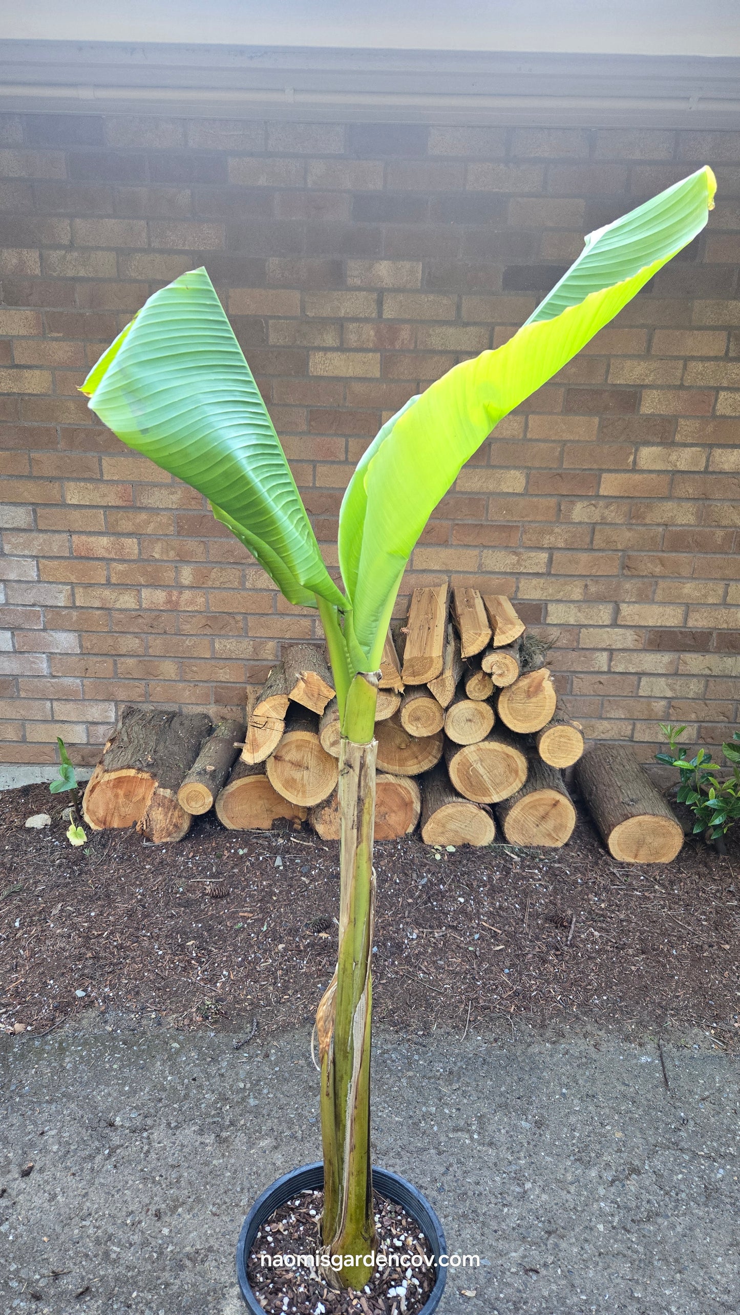 Hardy Banana 'Basjoo'
