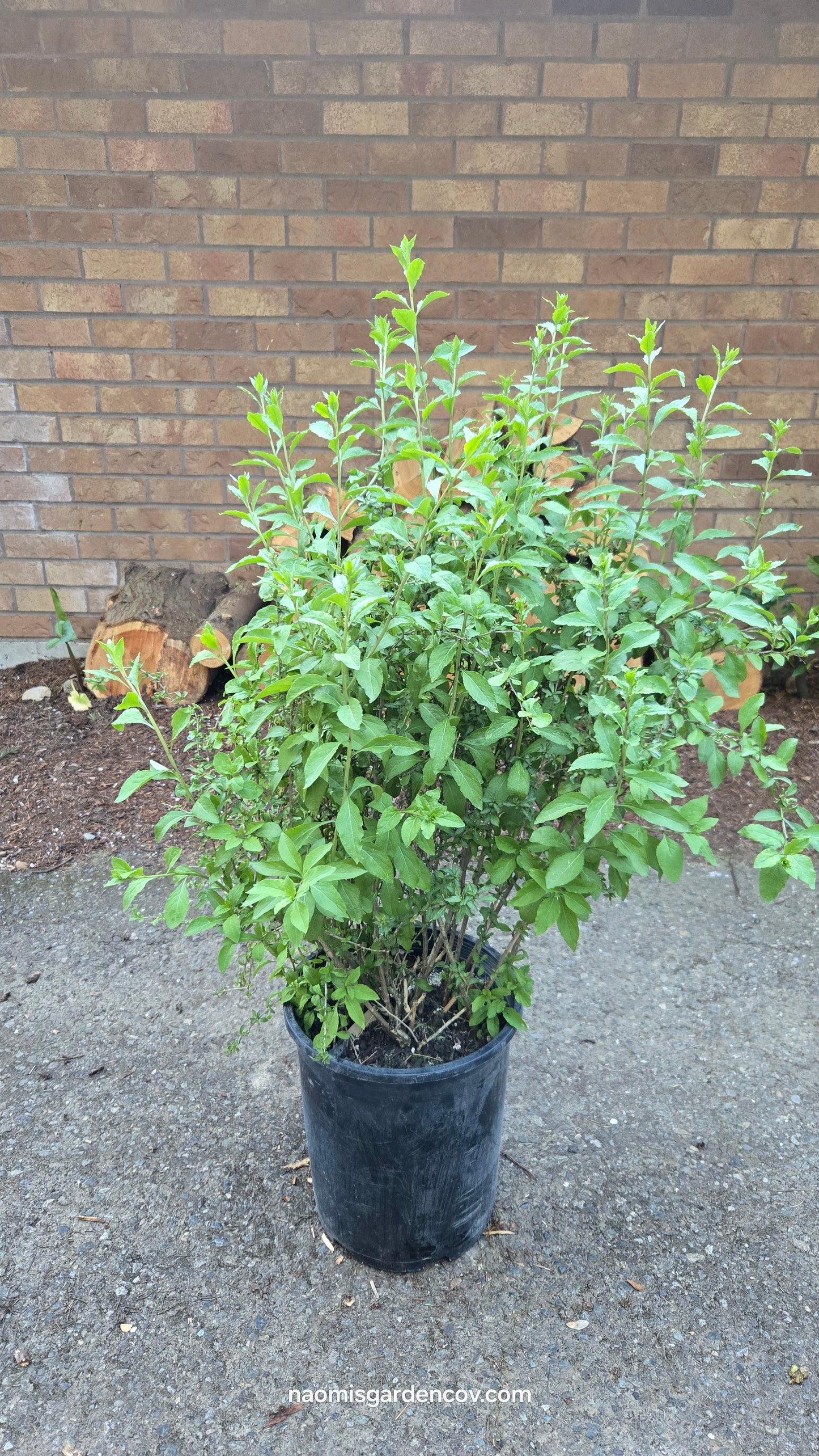 Goji Berry 'Lycium Barbarum'