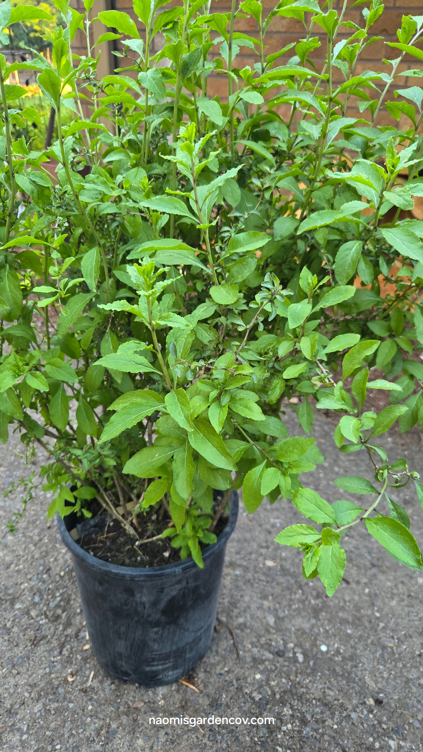 Goji Berry 'Lycium Barbarum'